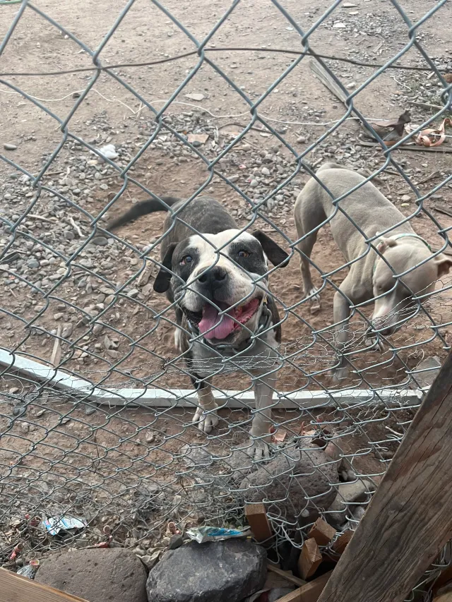 Goliath / Bluey - 1602 W Sonora St, Phoenix