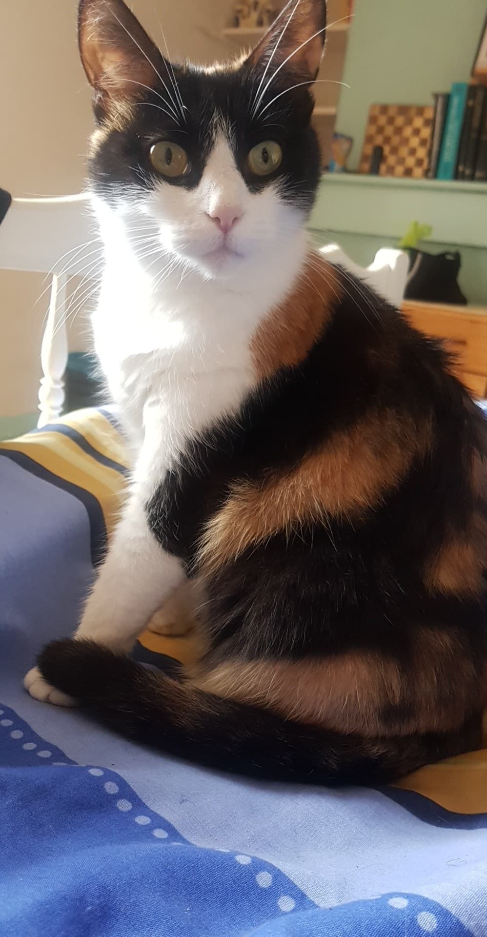 Babou - Place Jean Moulin, Gaillac