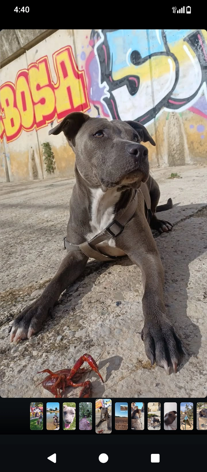 Bimba - Calle de Aragón, Huesca