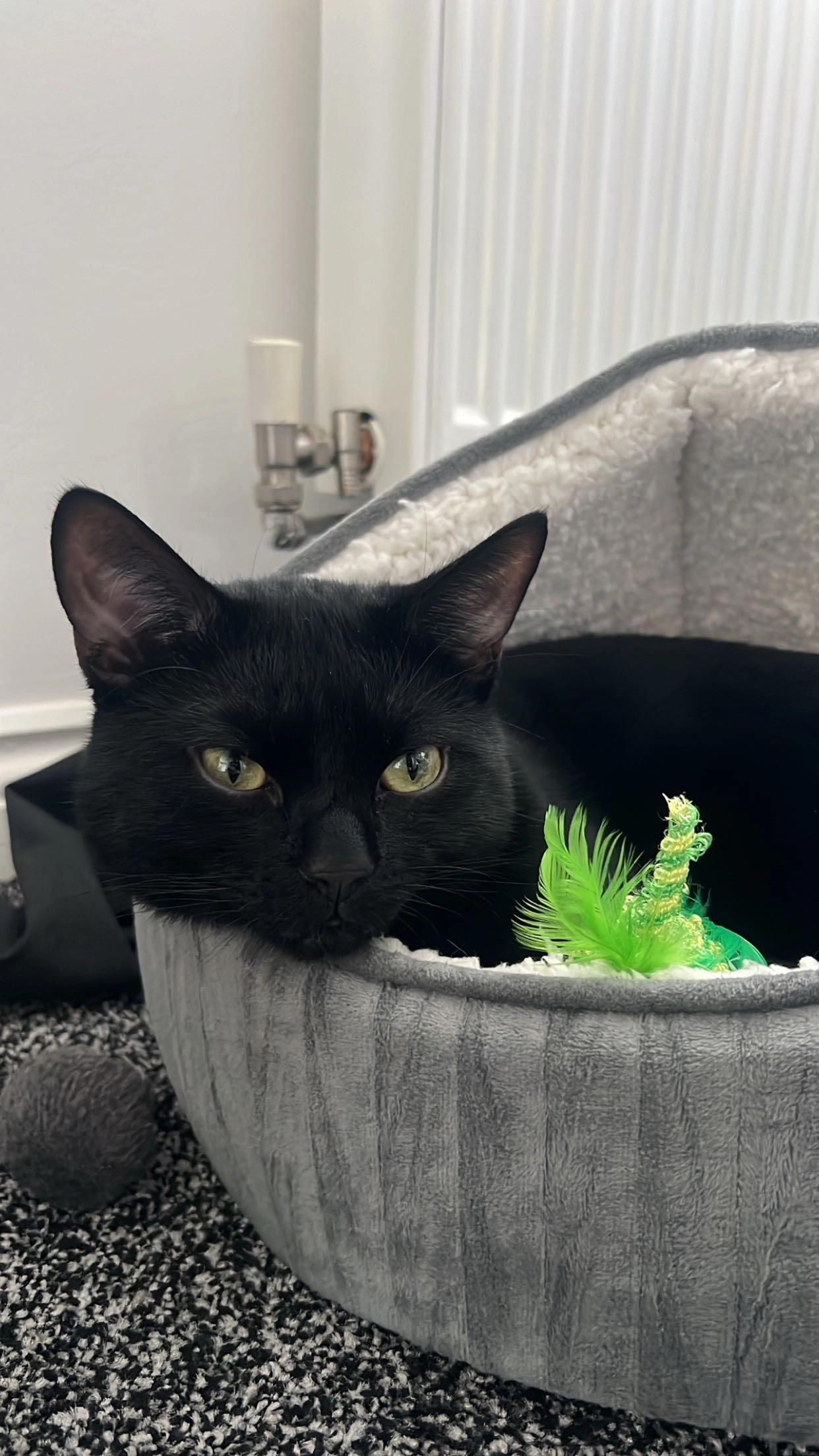 Matsi - Kilworth Court, Andover