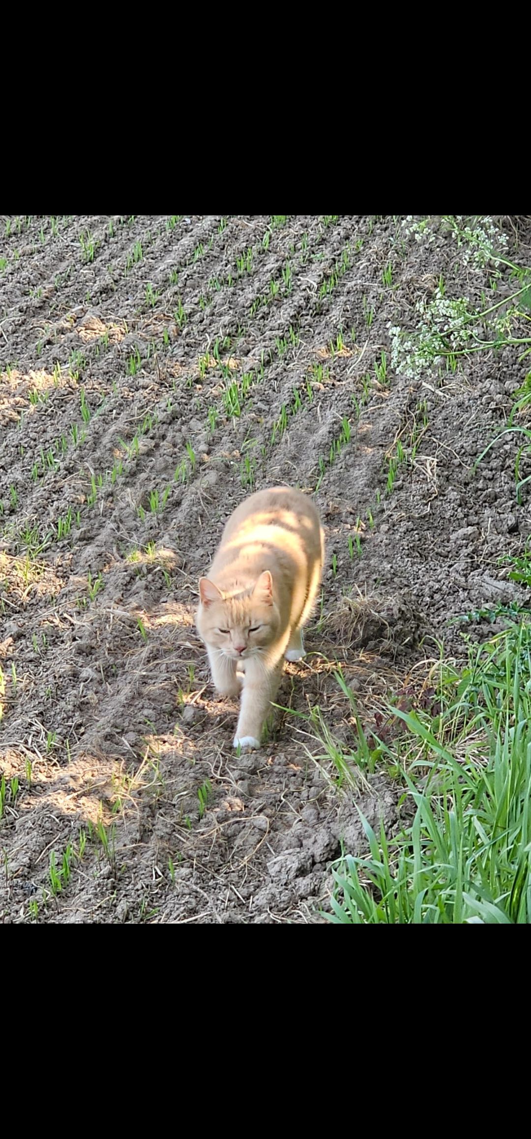 Müsli - Mechower Straße, Bäk