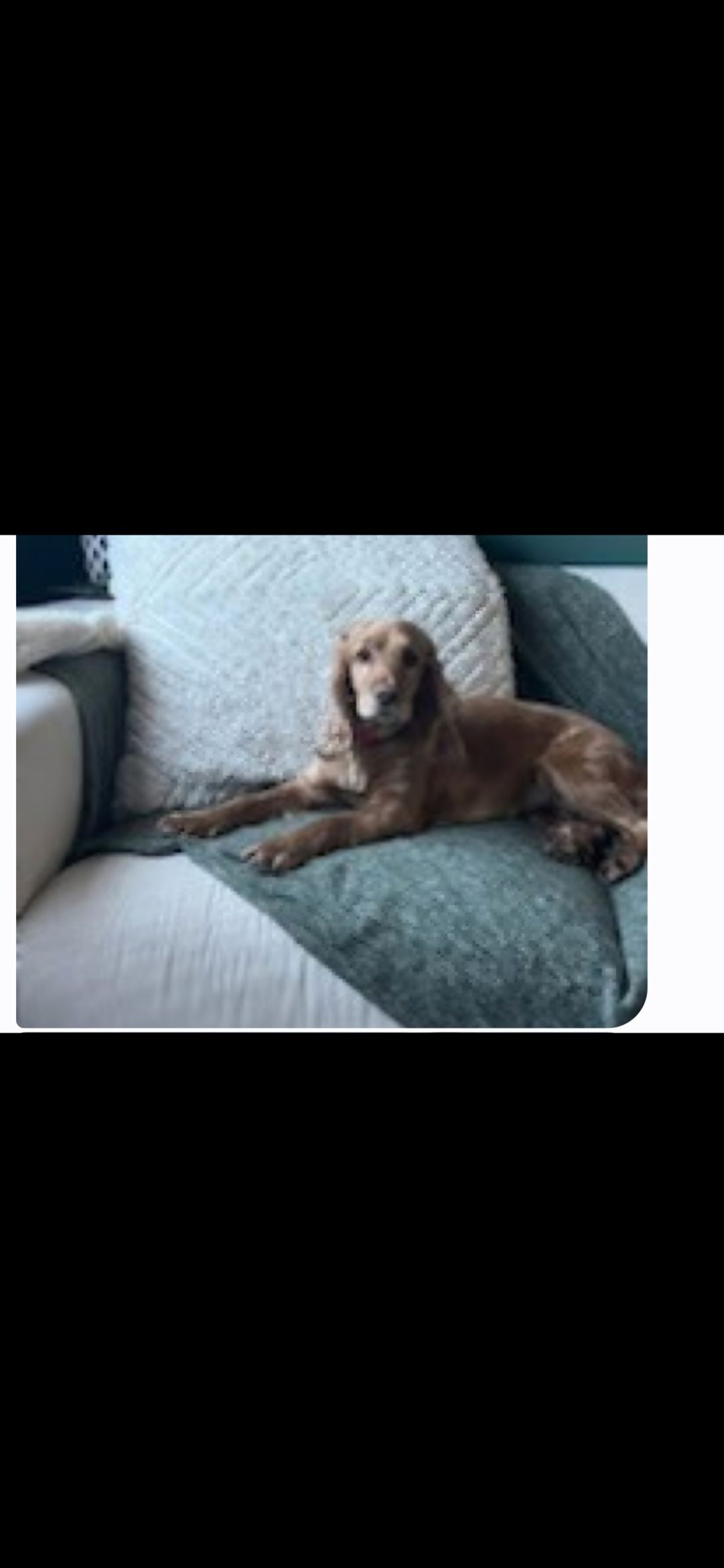 Sandy  - Meads Road, Enfield