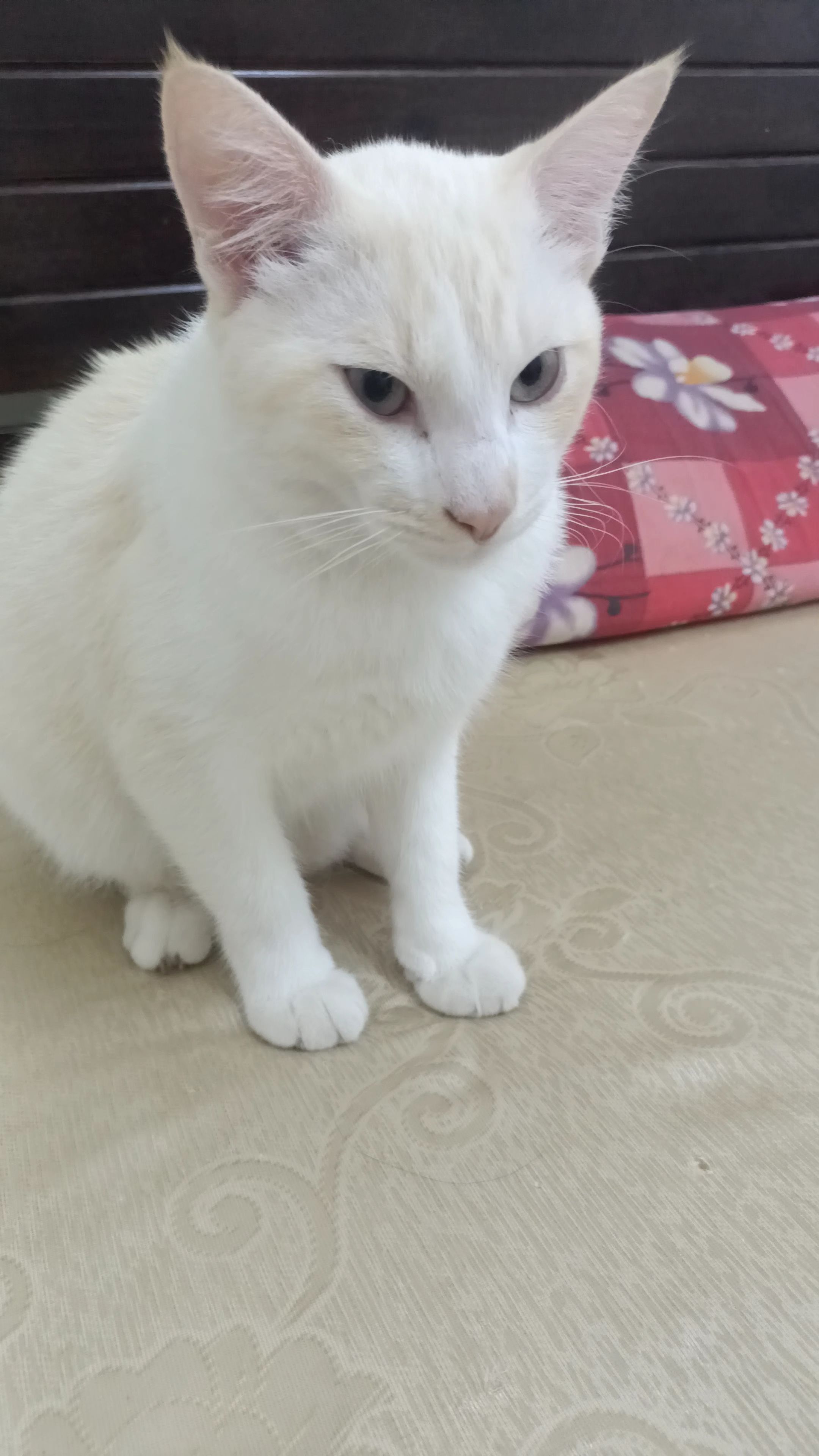 Curly - 01000, Kangar