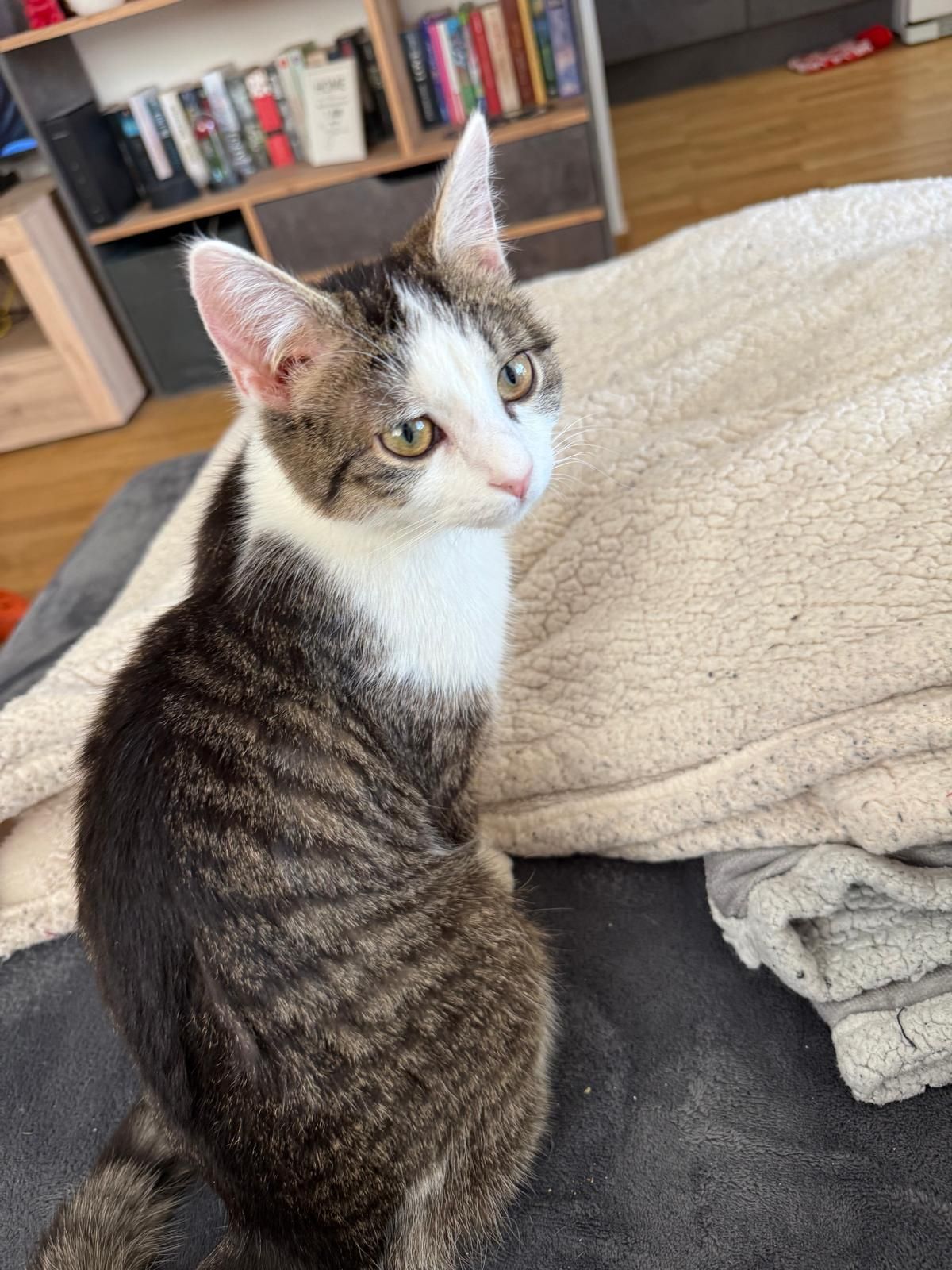 Lucky - Rennweg, Mittersill