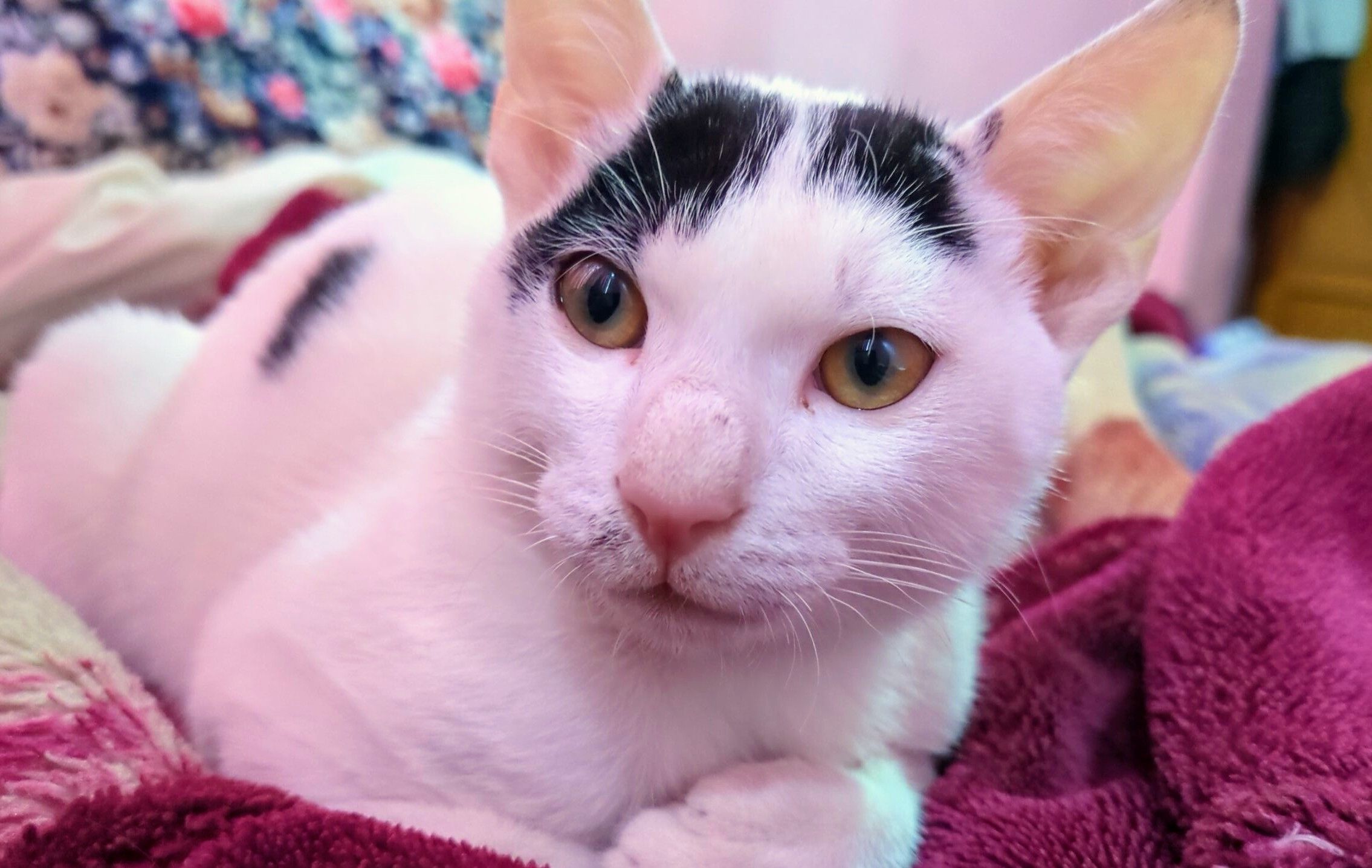 Tuku - Imadol, Imadol