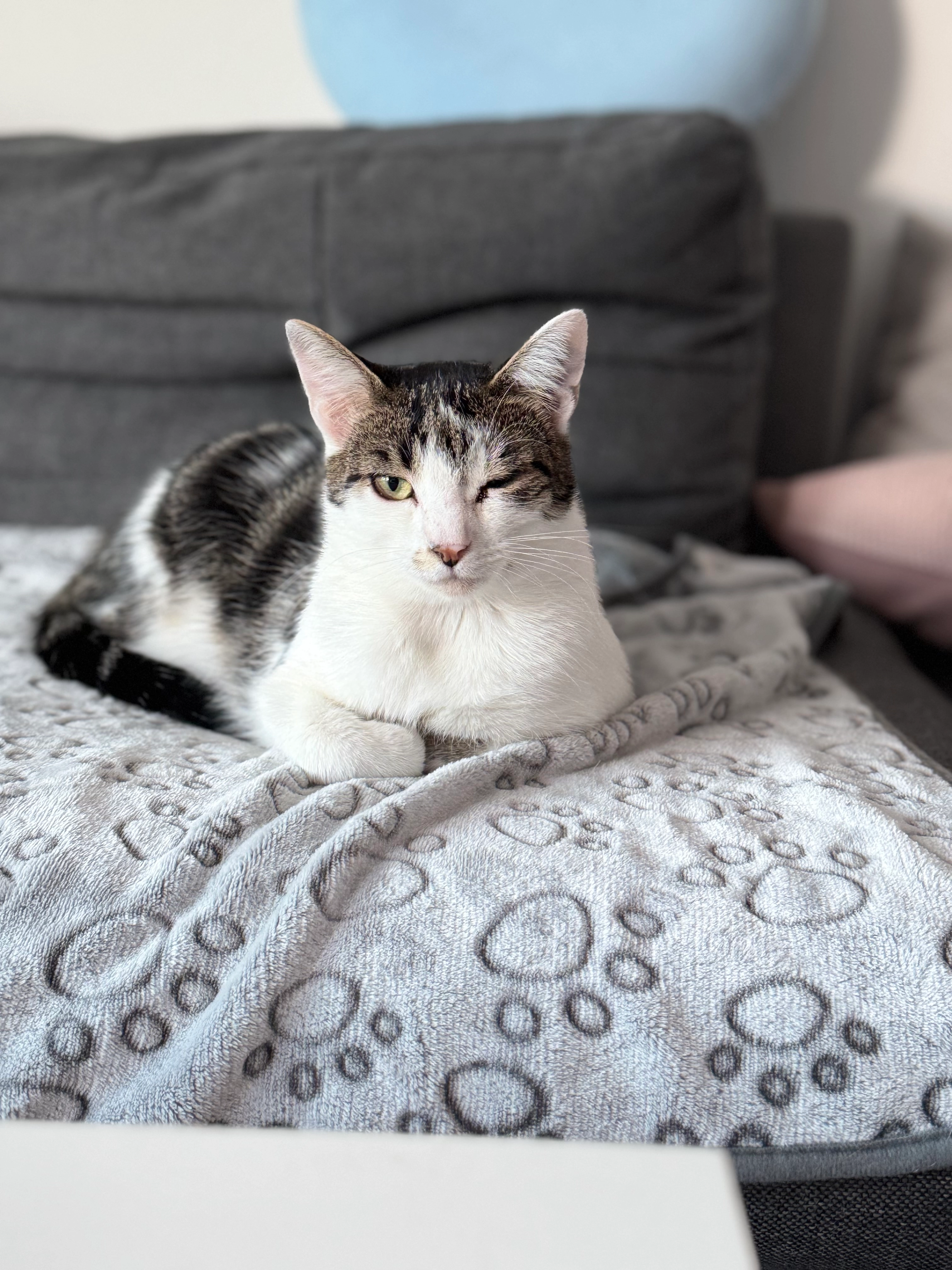 Mogli - Sieben Morgen, Schwabach