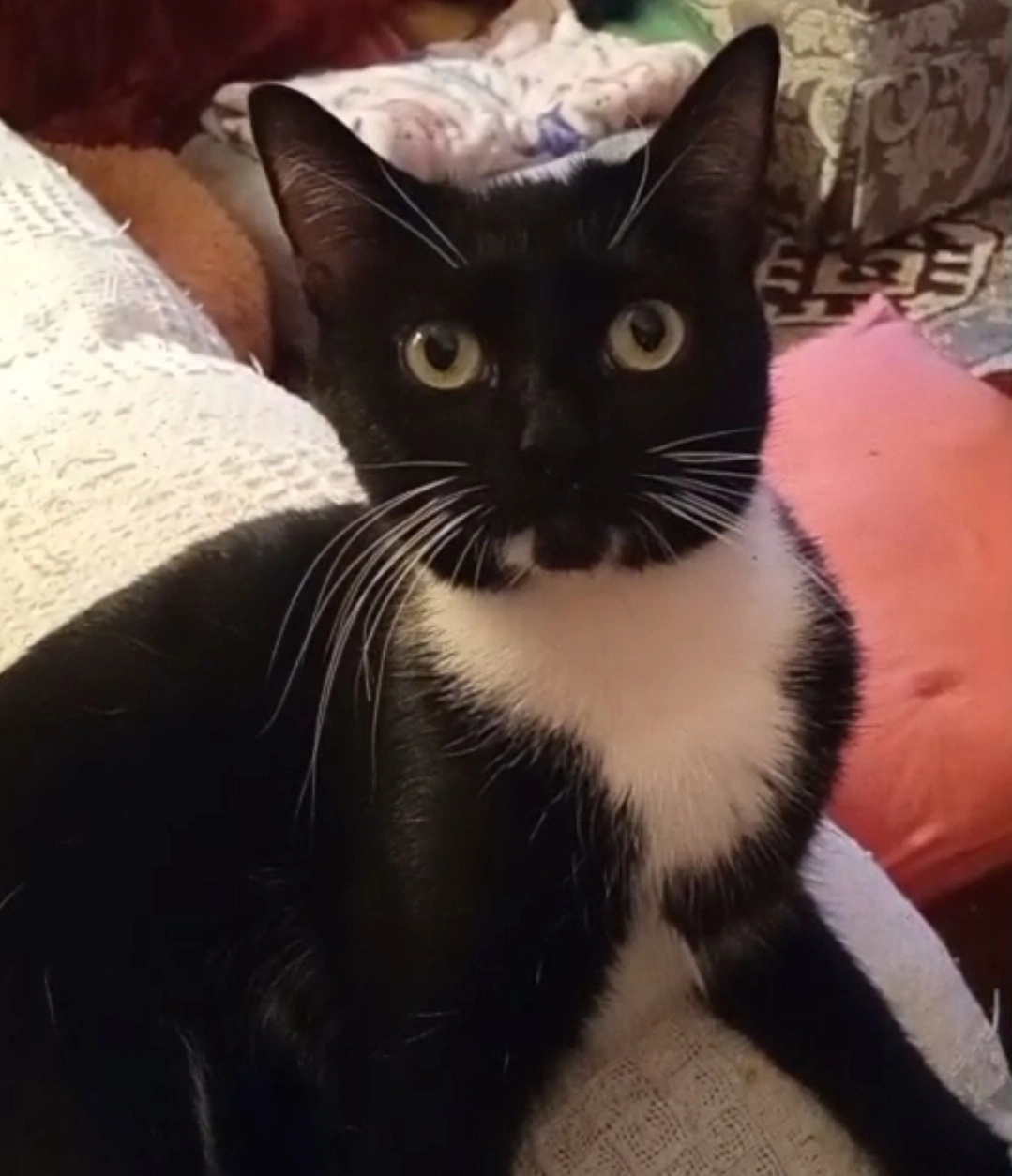 Bessie - Heald Place, Manchester