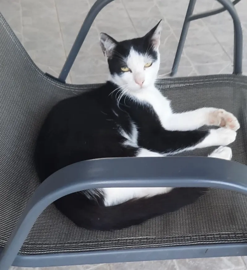 Tommy - Strada Gârlești, Craiova