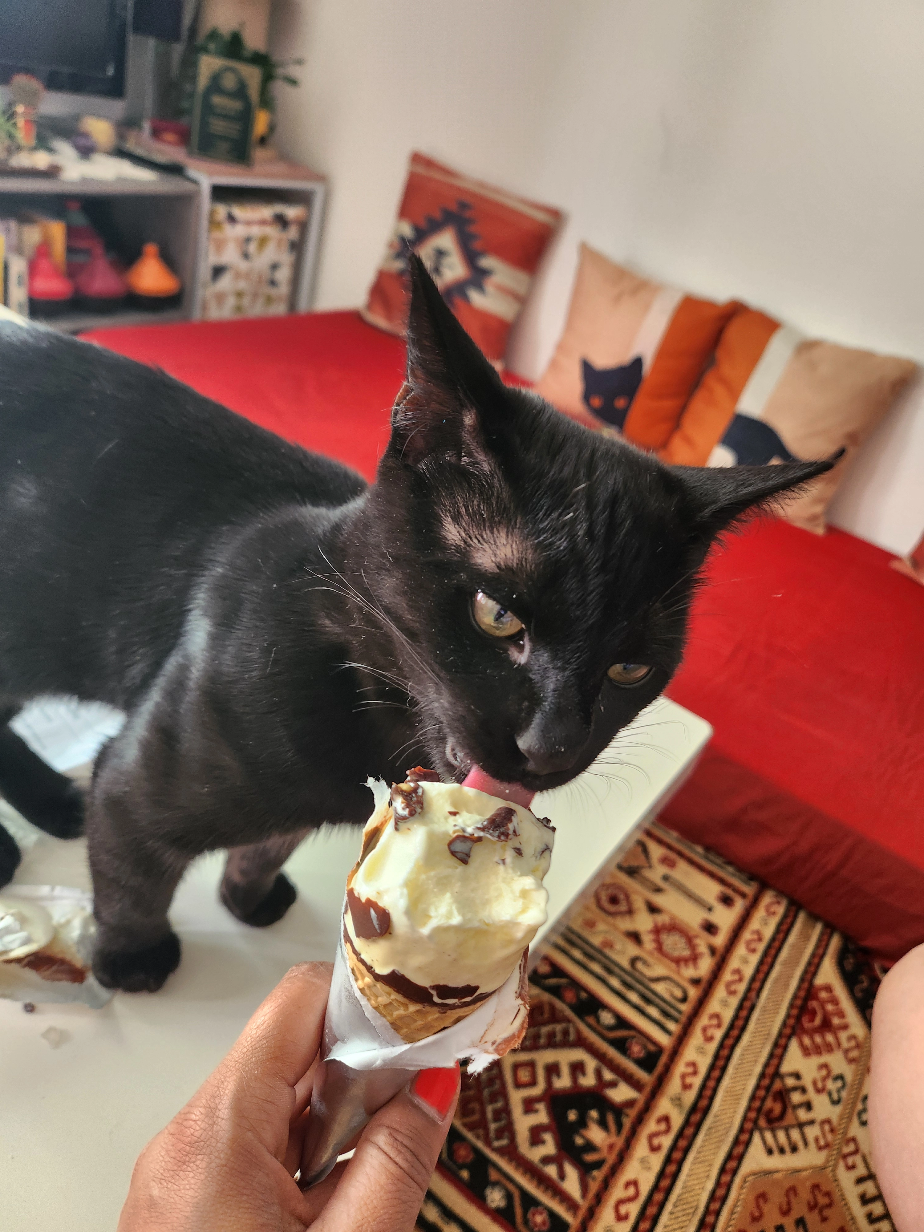 Chocolat - 5 Rue Voltaire, Concarneau