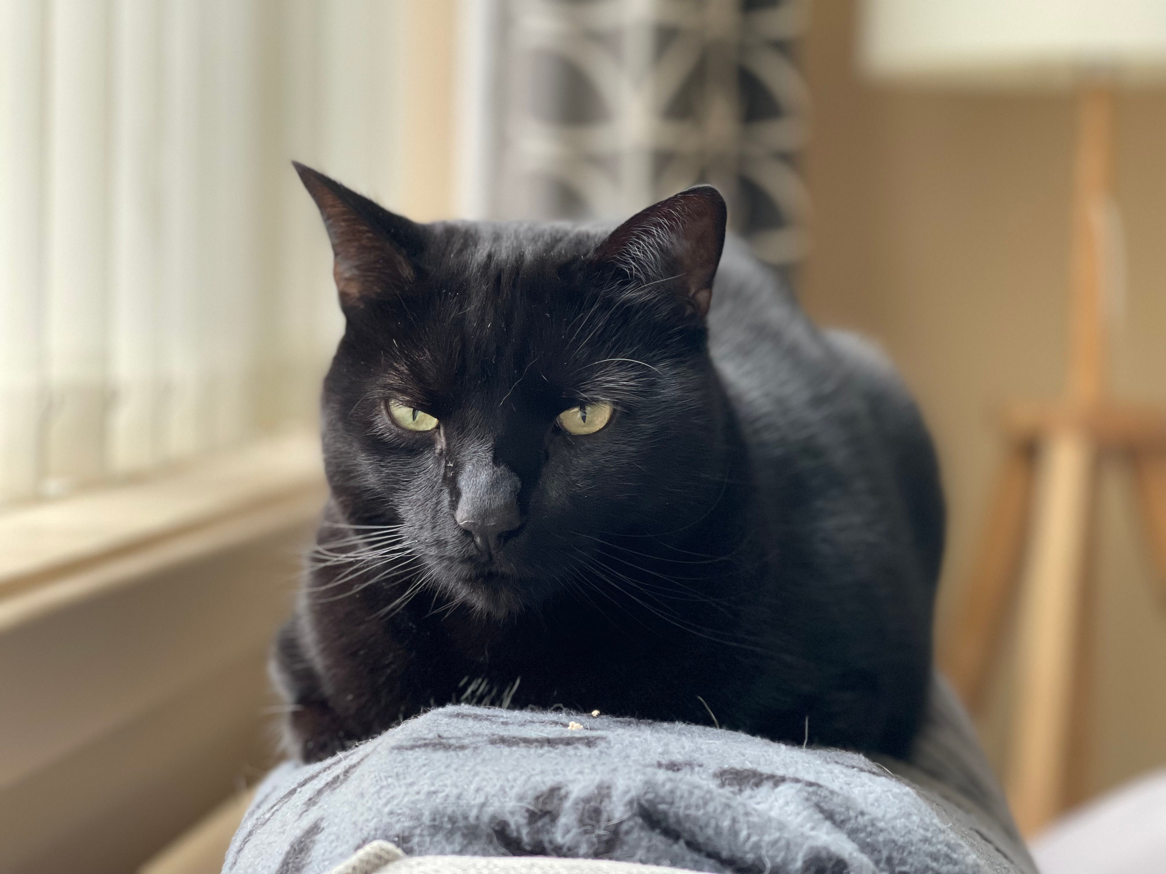 Freddie  - Edward Road, Christchurch