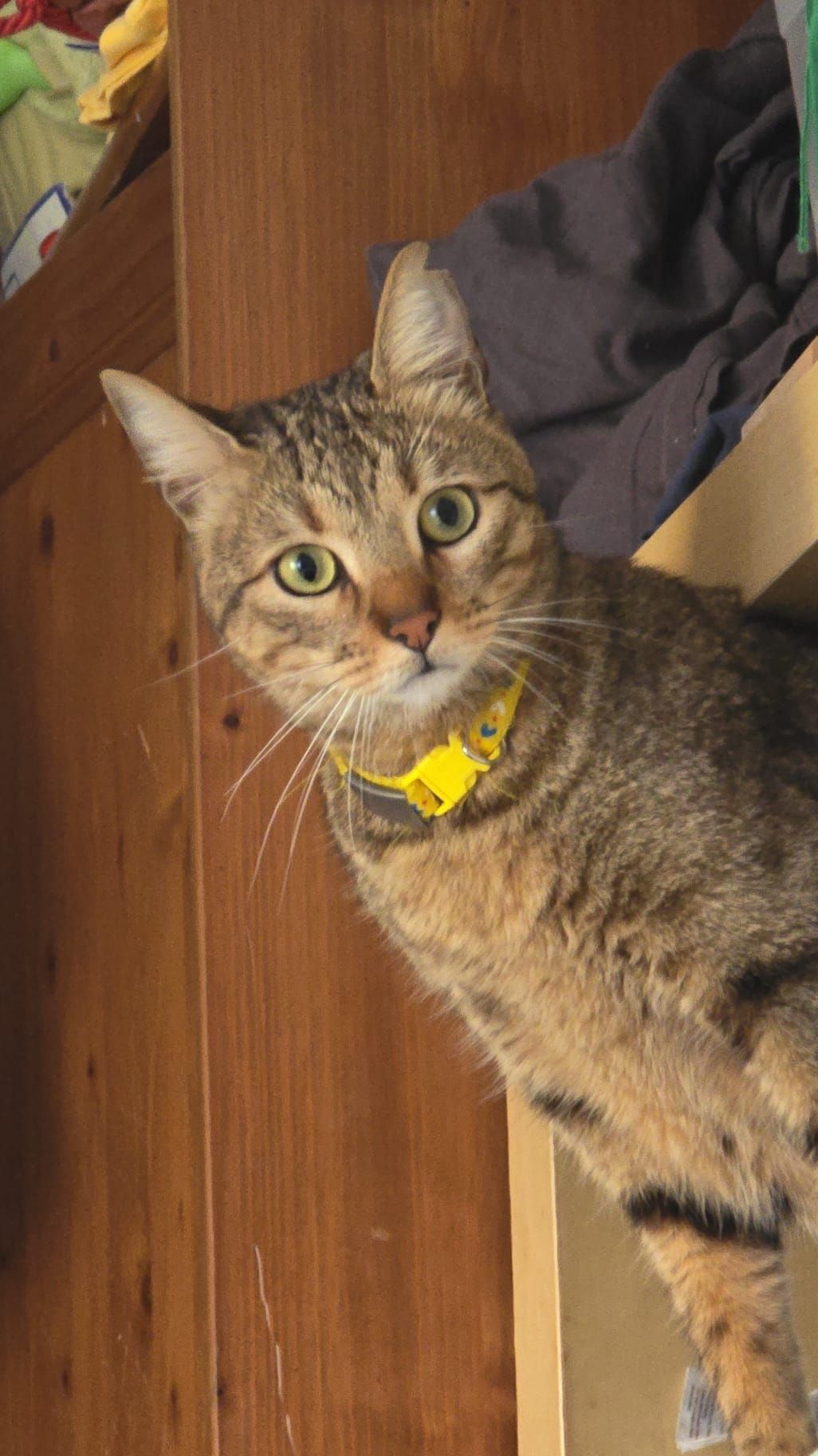 TEO - Calle Montblanc, Tarragona