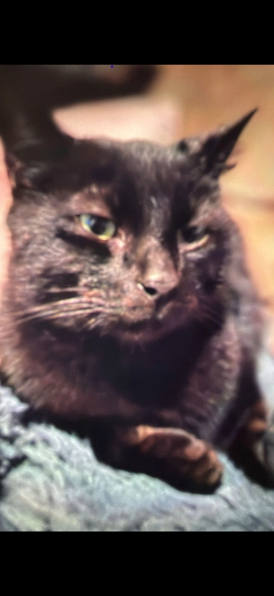 Kai - Dahlia Crescent, Peterlee