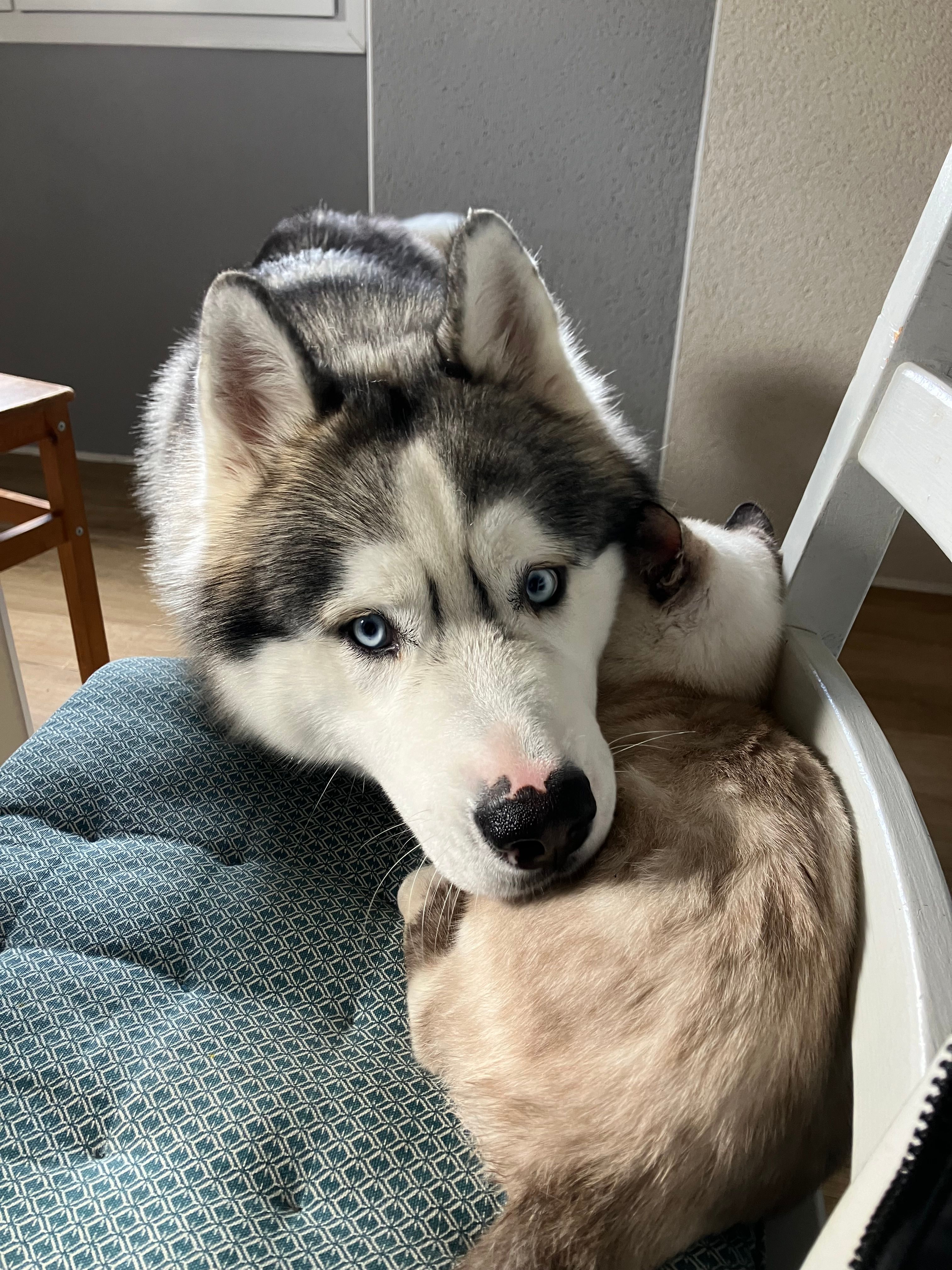 Uno - La Basse Coussaie, Essarts-en-Bocage