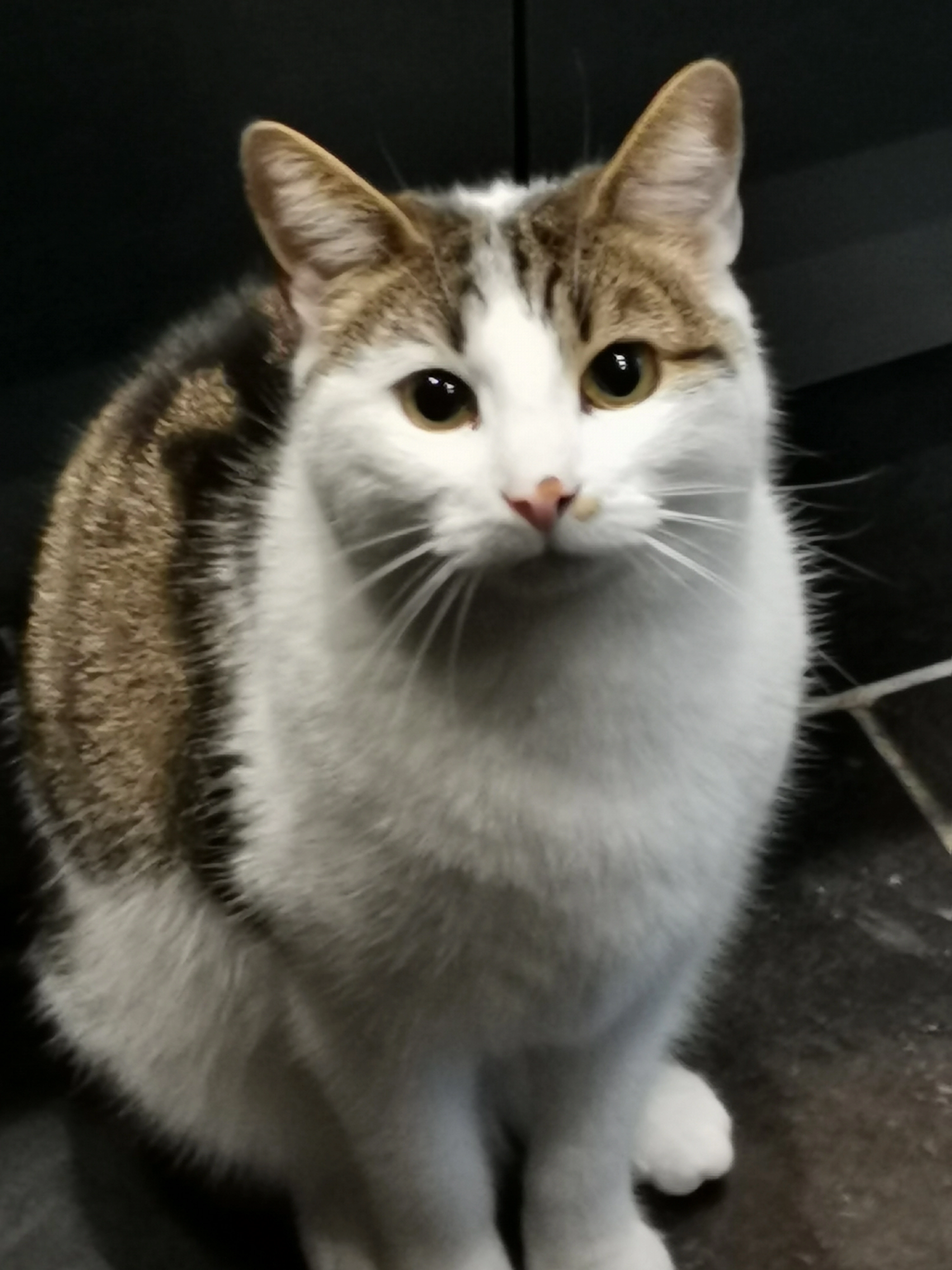 Mimine. Chip's - 4 Rue du Bel-Air, Rehainviller