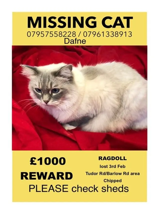 Dafne - Tudor Road, Hampton