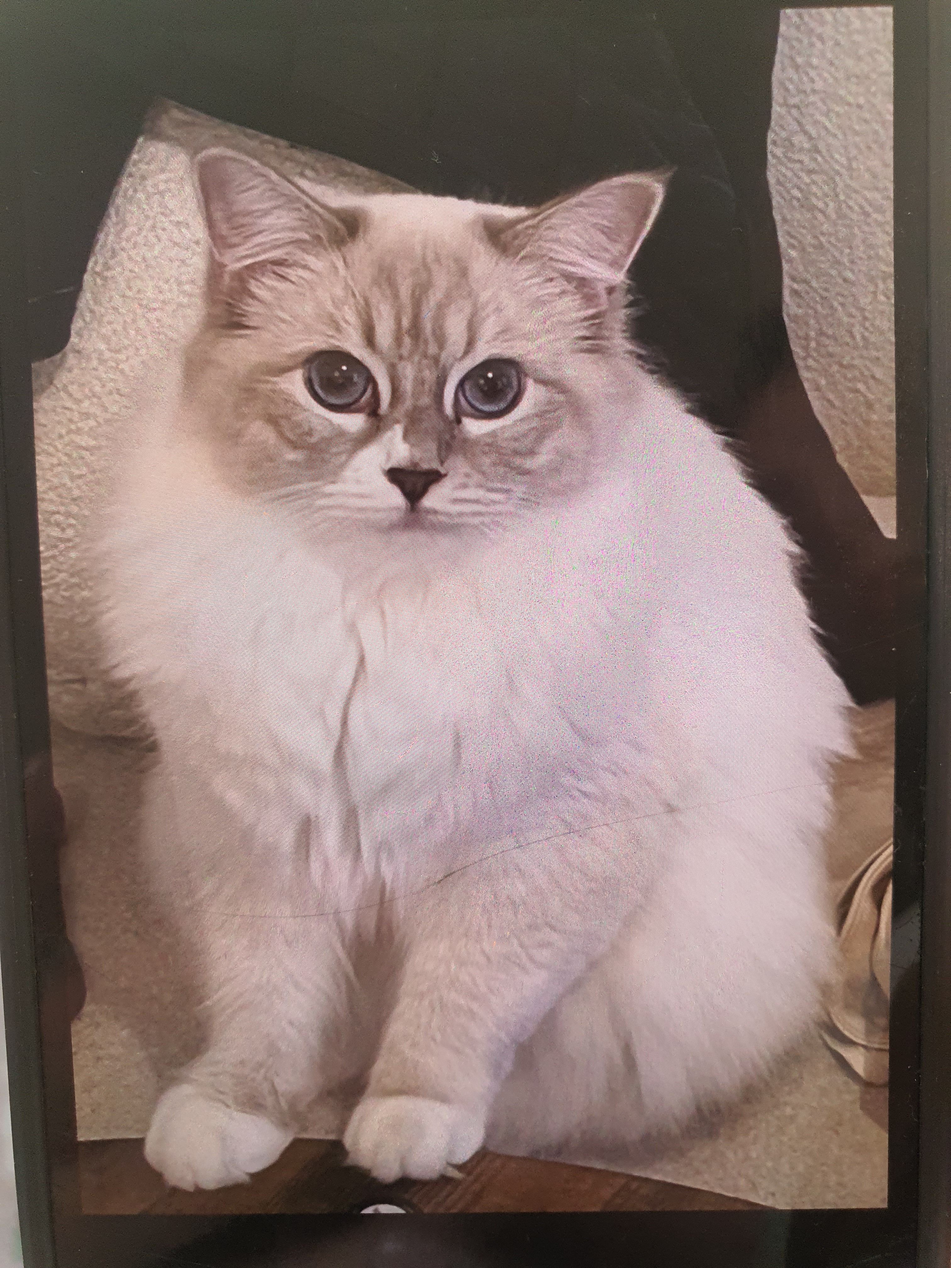 Belly - Traubenstraße, Baden-Baden