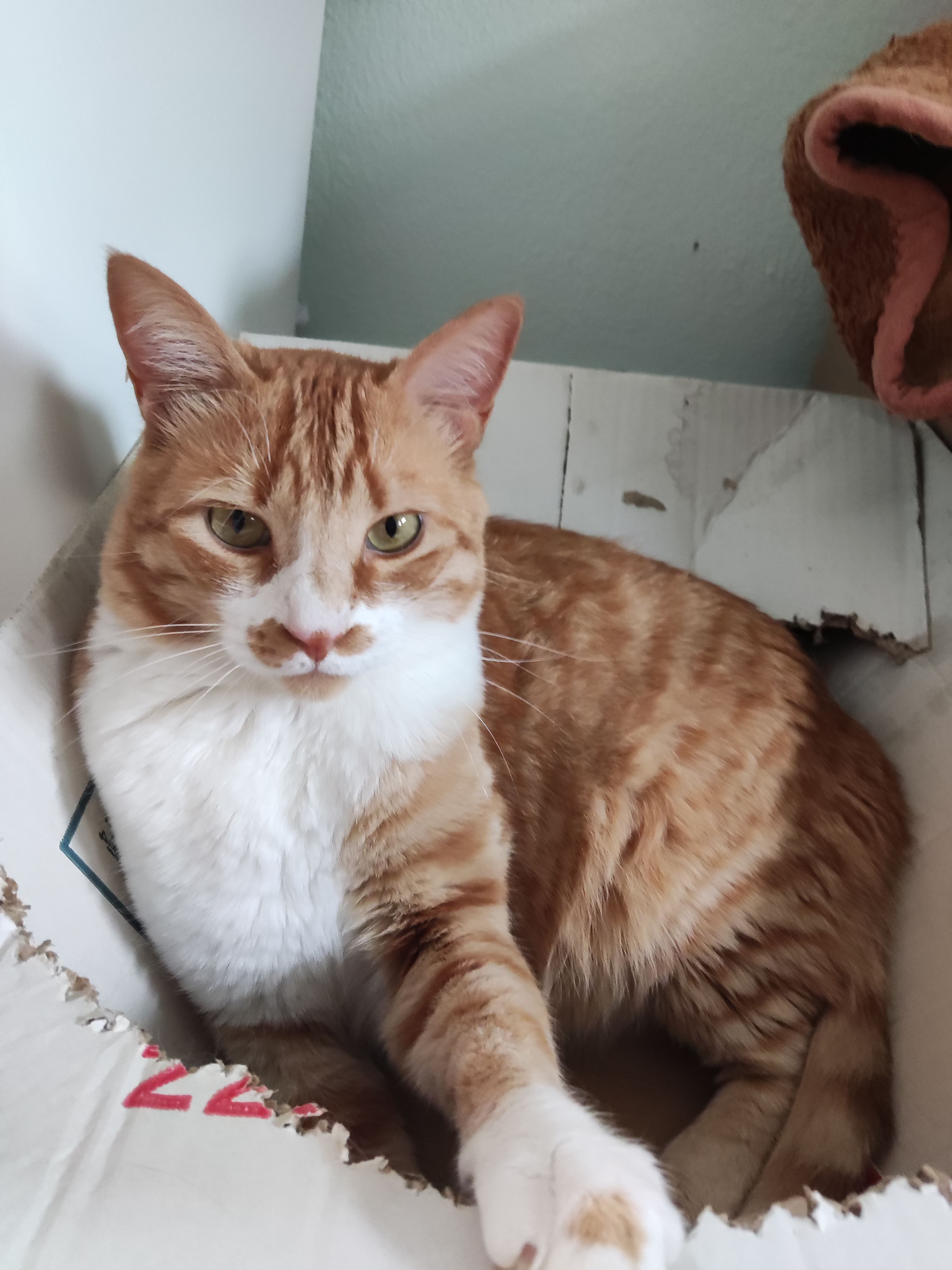 Λέων - Βοσπόρου, Kozani