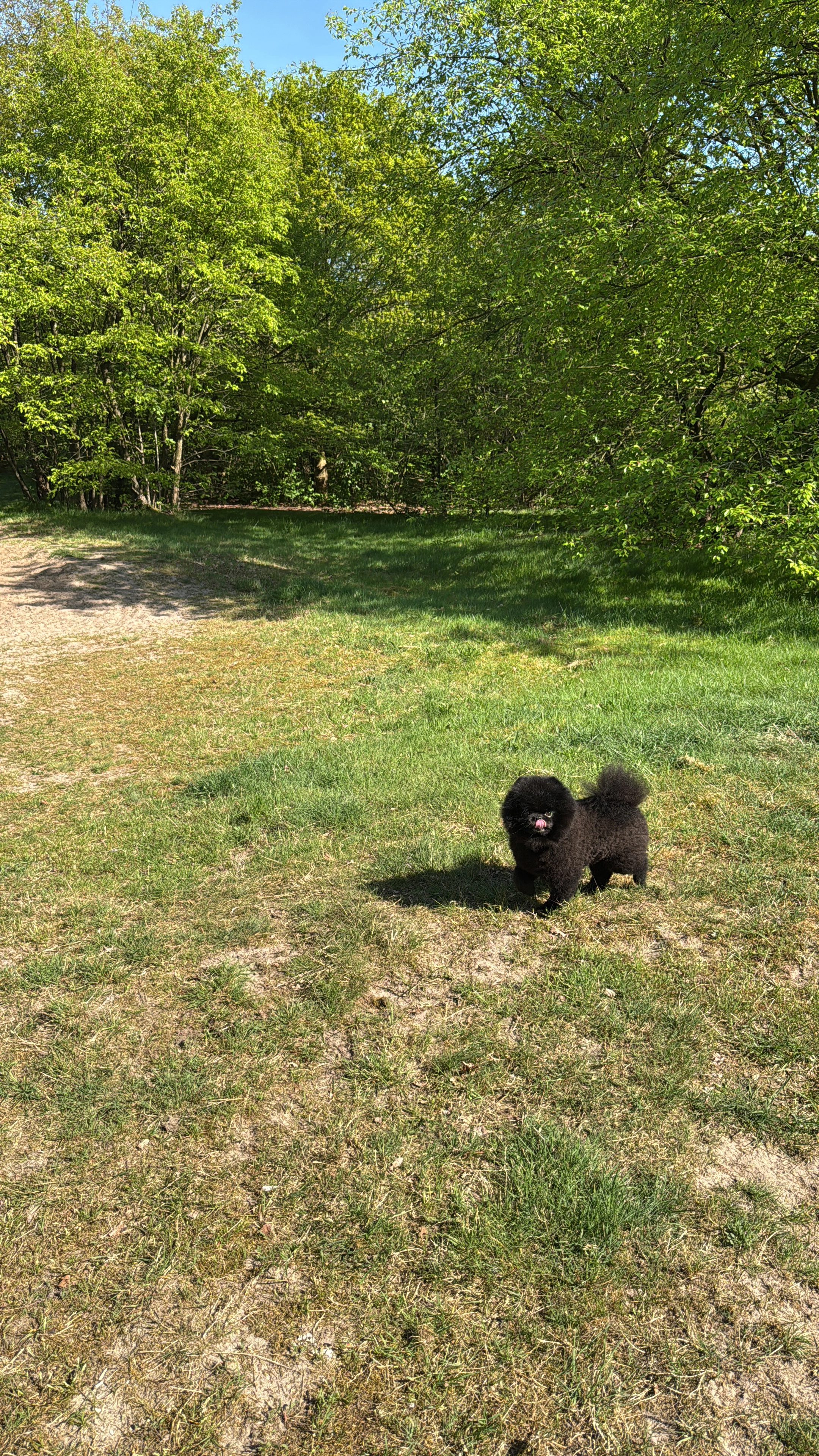 Blacky - Lange Heul, Hilversum