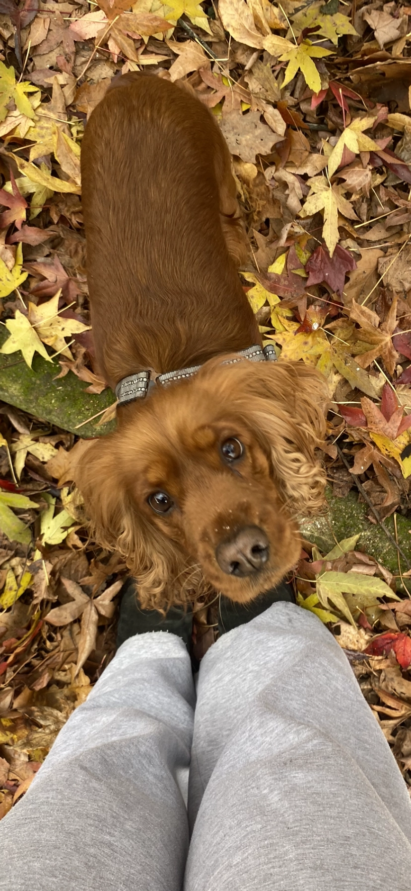 Jessy  - Via Pregnana 40, Rho