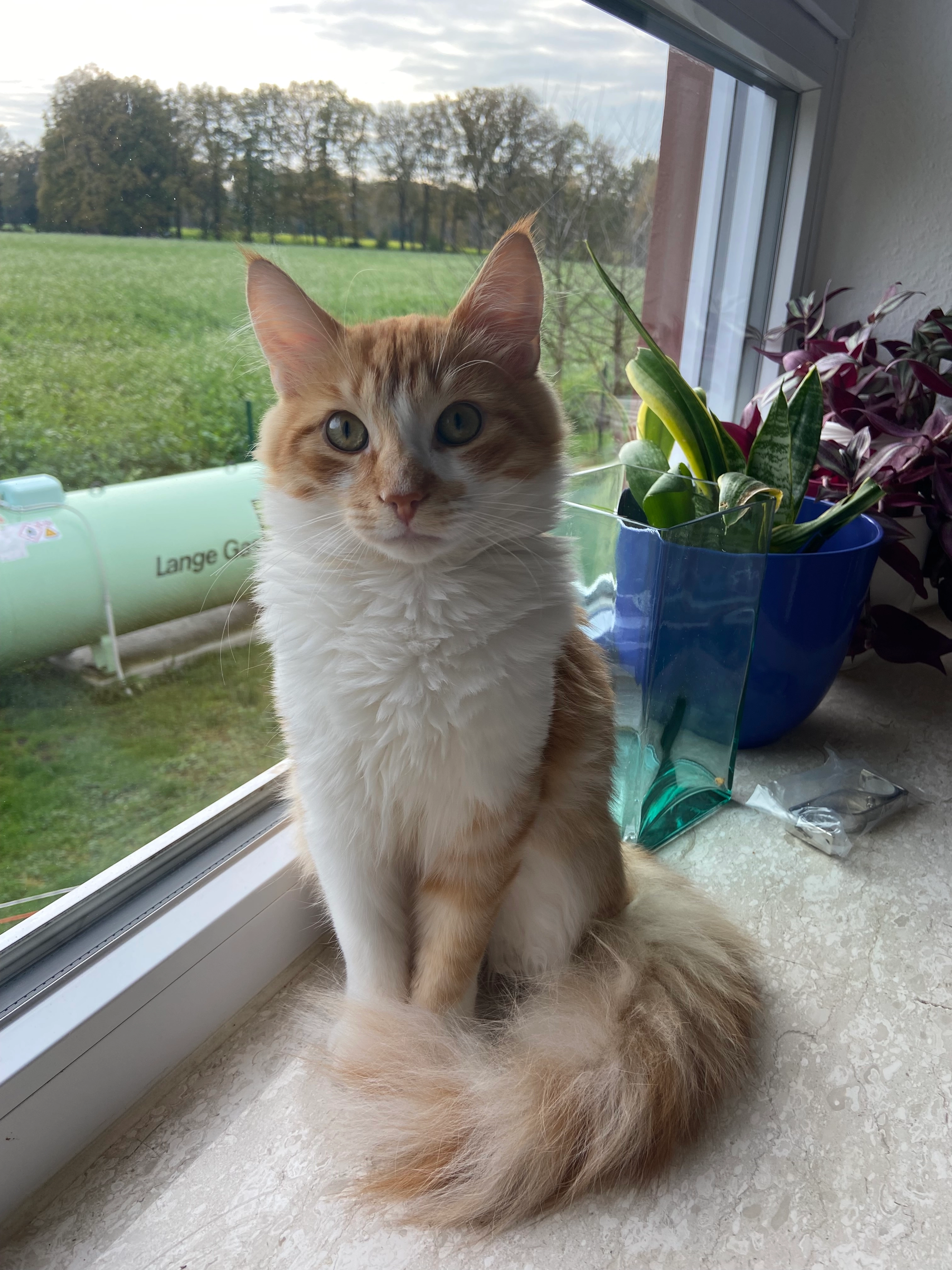 Ichigo - Bachlohde, Gütersloh