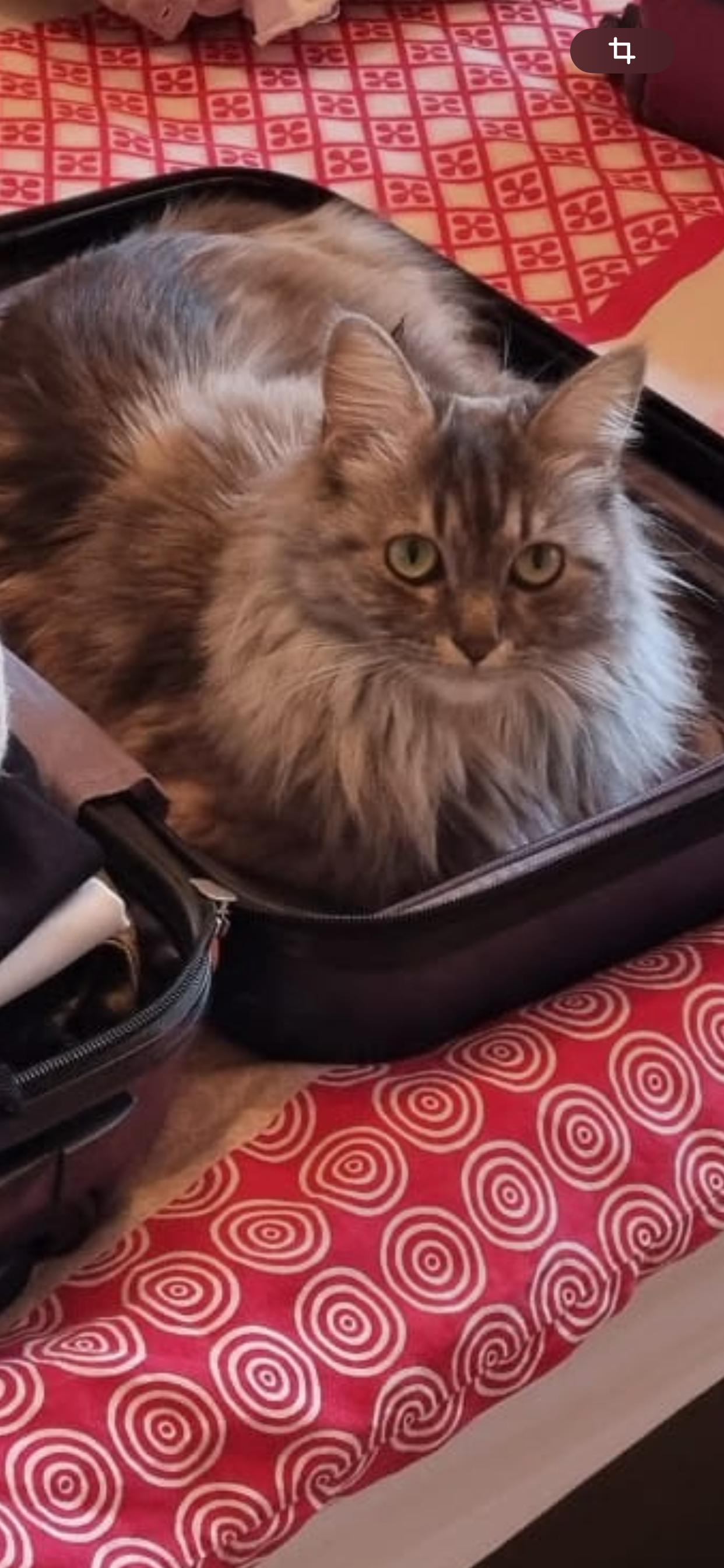 Nina - Route des Chenolettes 19, Château-d'Oex