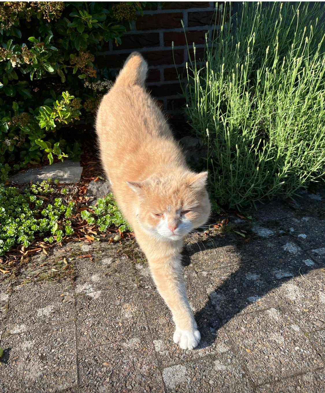 Caramel - Tikbroeken, Pelt