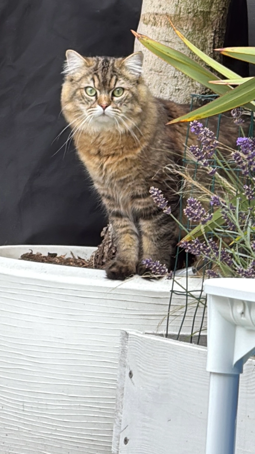 milo - Basketbalplein, Den Haag