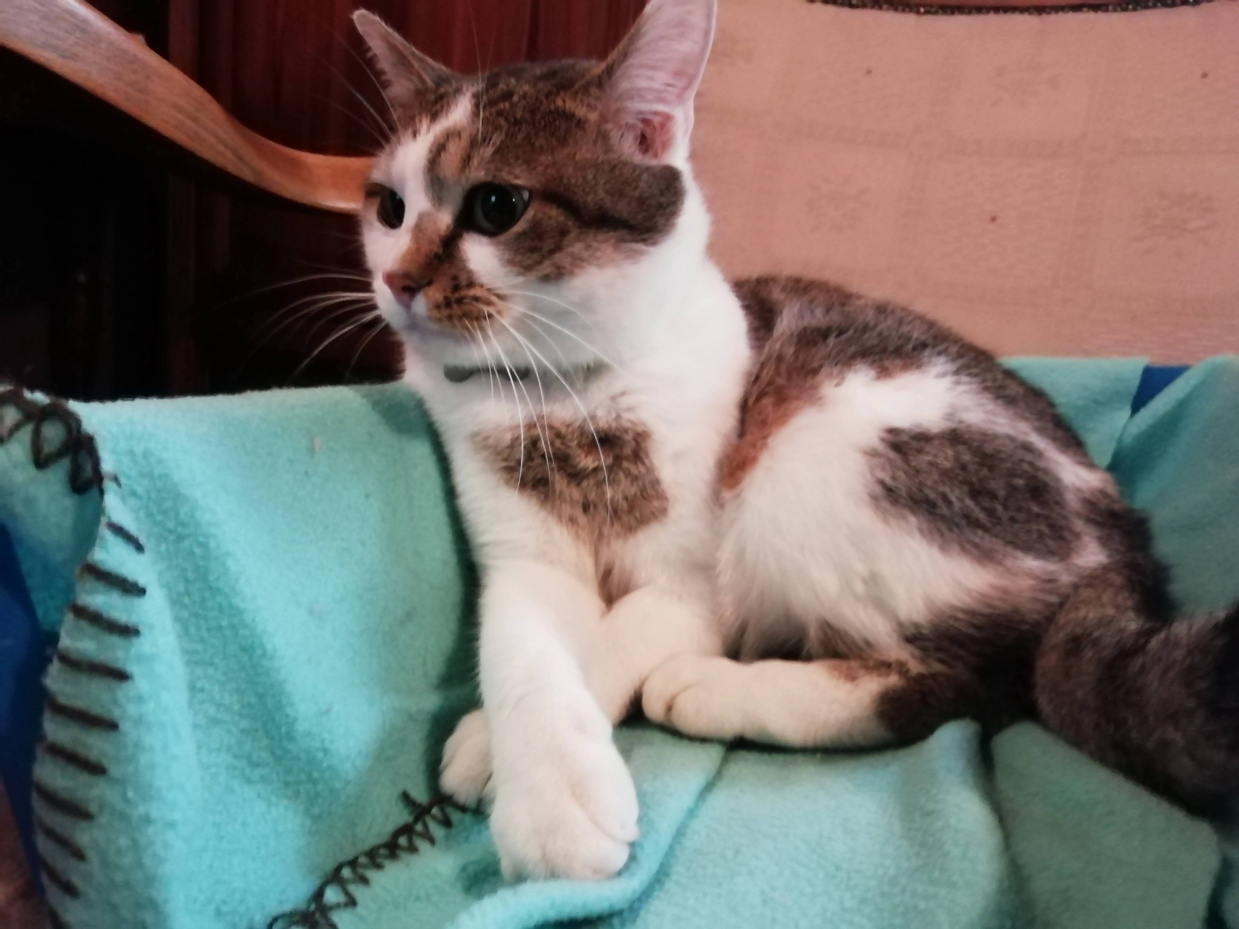 Texas - Chaussée de Renaix, Tournai