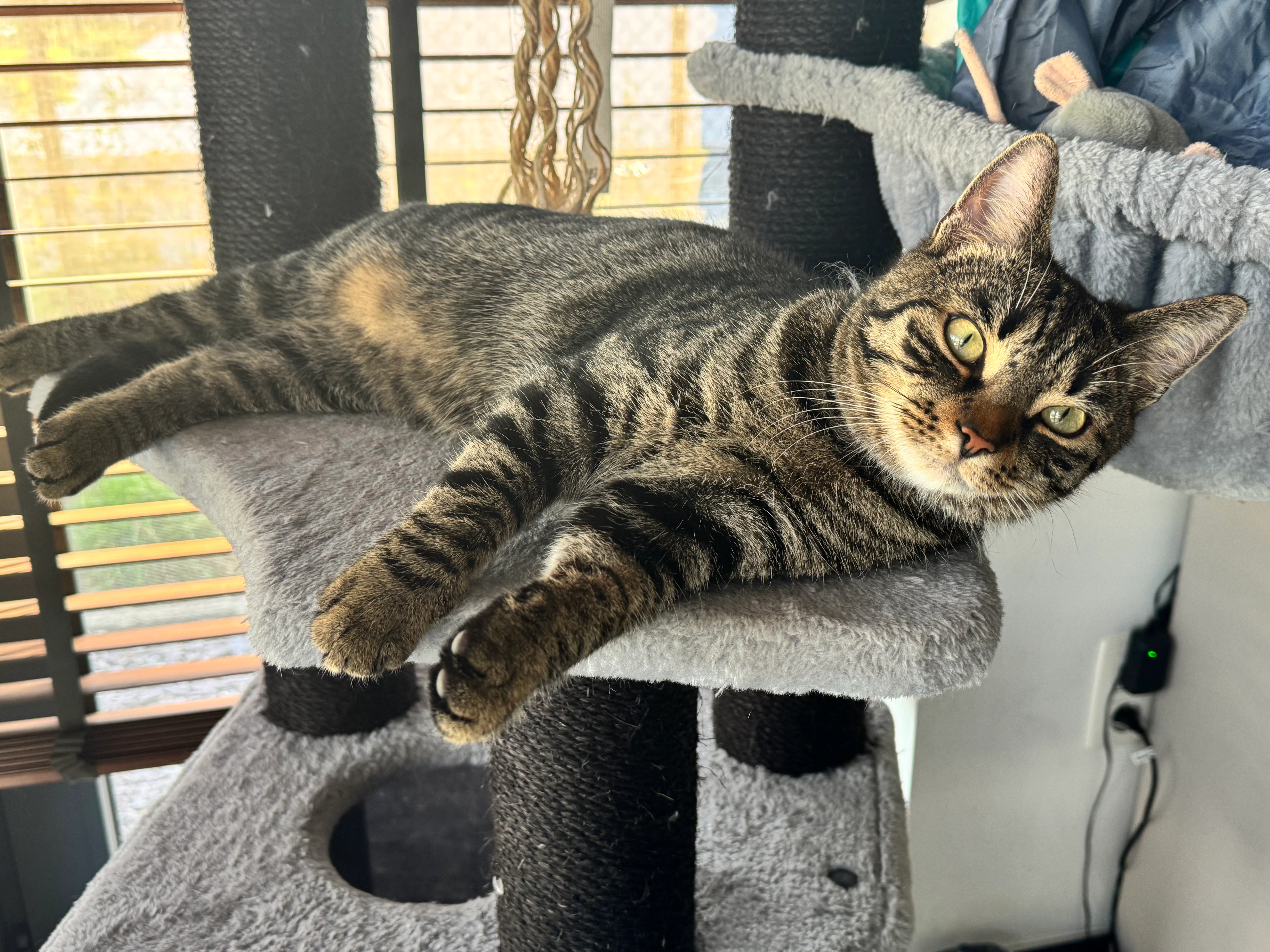 Lennard / Lenny  - Kanaalstraat 112, Leopoldsburg