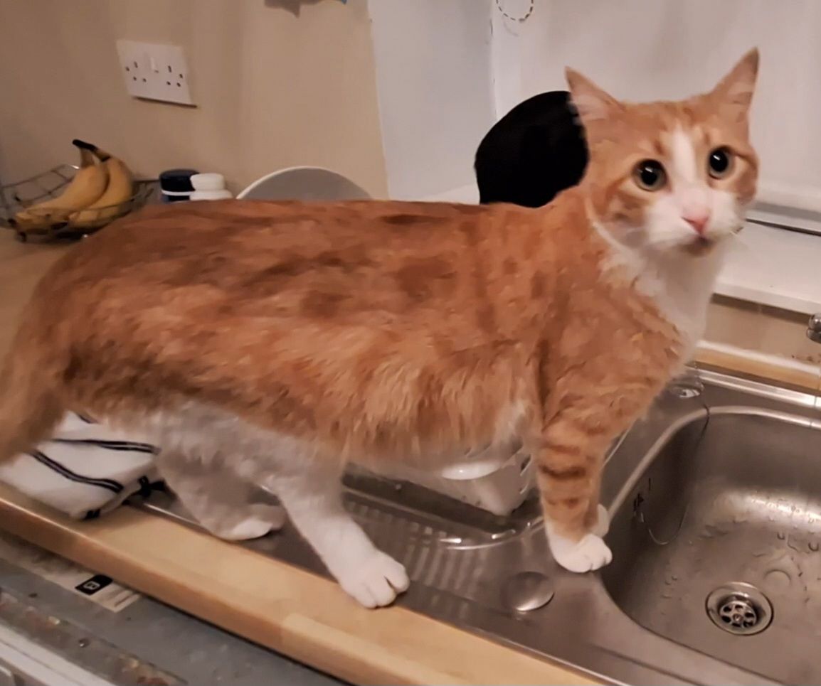 Mishmish - Pope's Hill, Cork