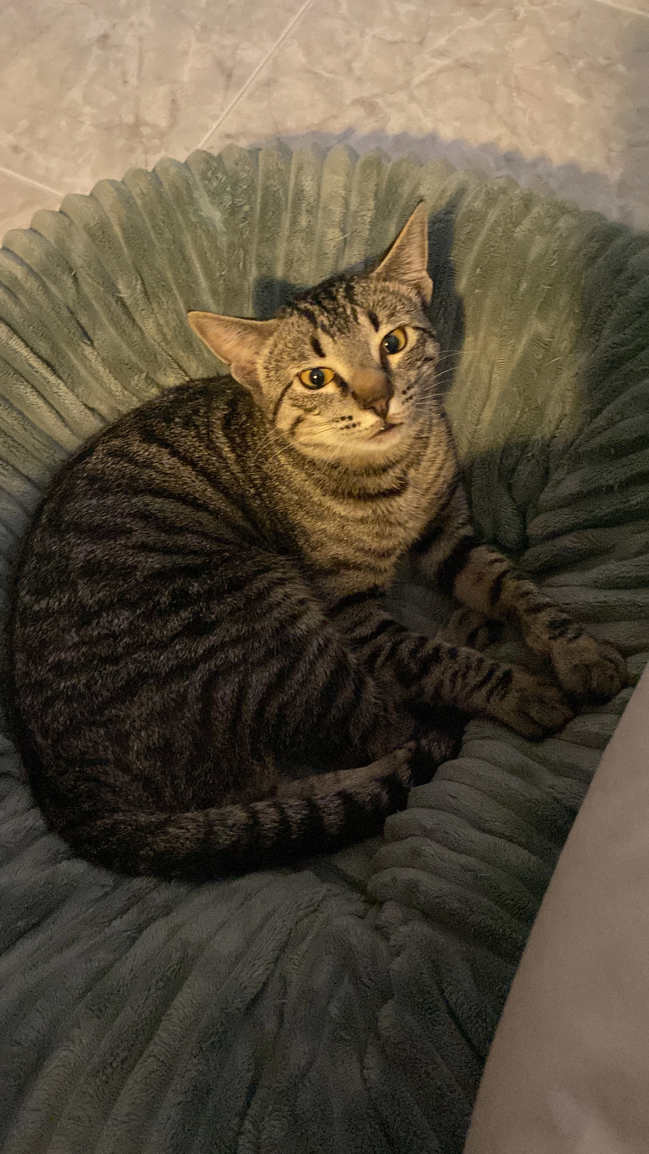 Ibili - Carrer de l'Ordí 11, Vilanova i la Geltrú