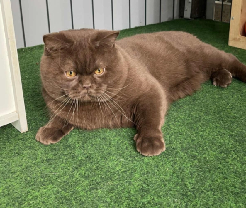 Dante - Park Cliff Road, Greenhithe