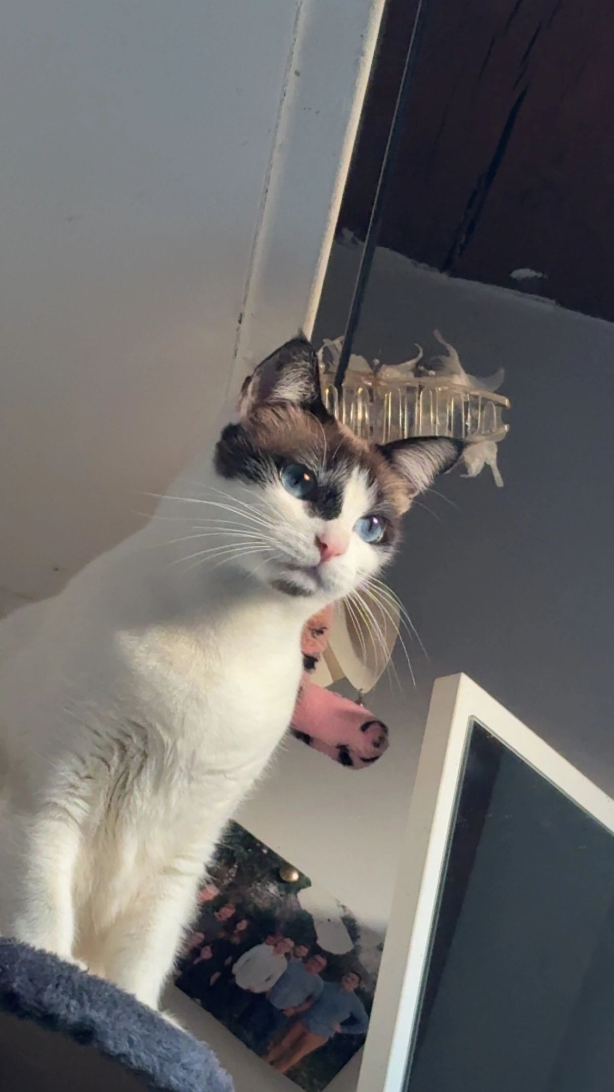 hasna  - Impasse De Gaztainbidéa, Saint-Pée-sur-Nivelle