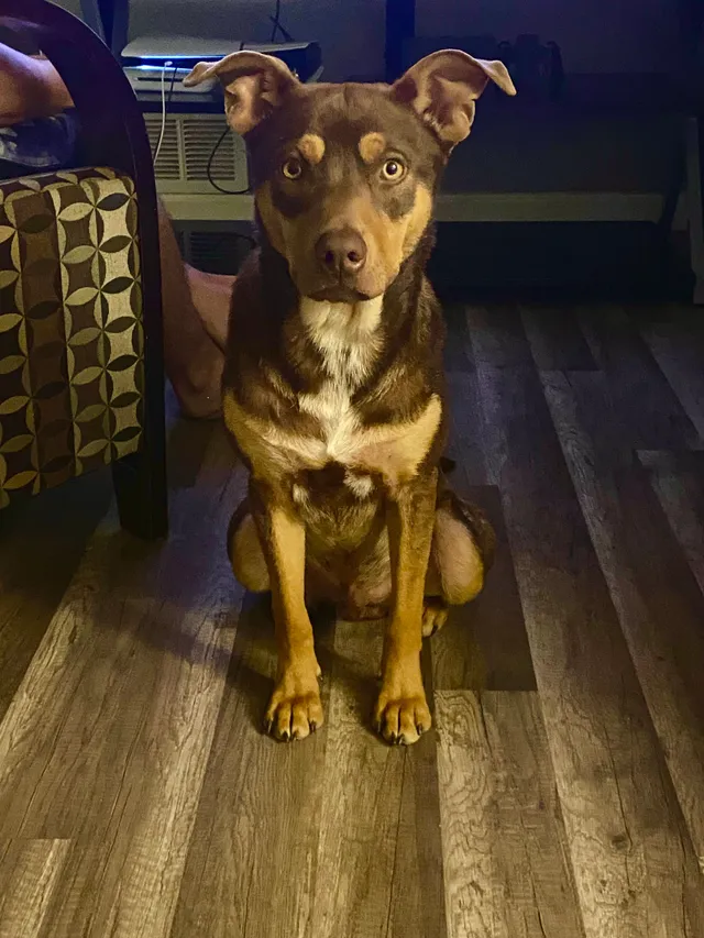 Scooby - TX-1604 Loop S, San Antonio