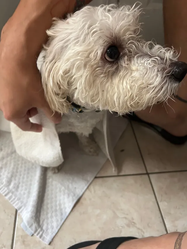 Encontrรฉ un perro - 7019 Jackson St, West New York