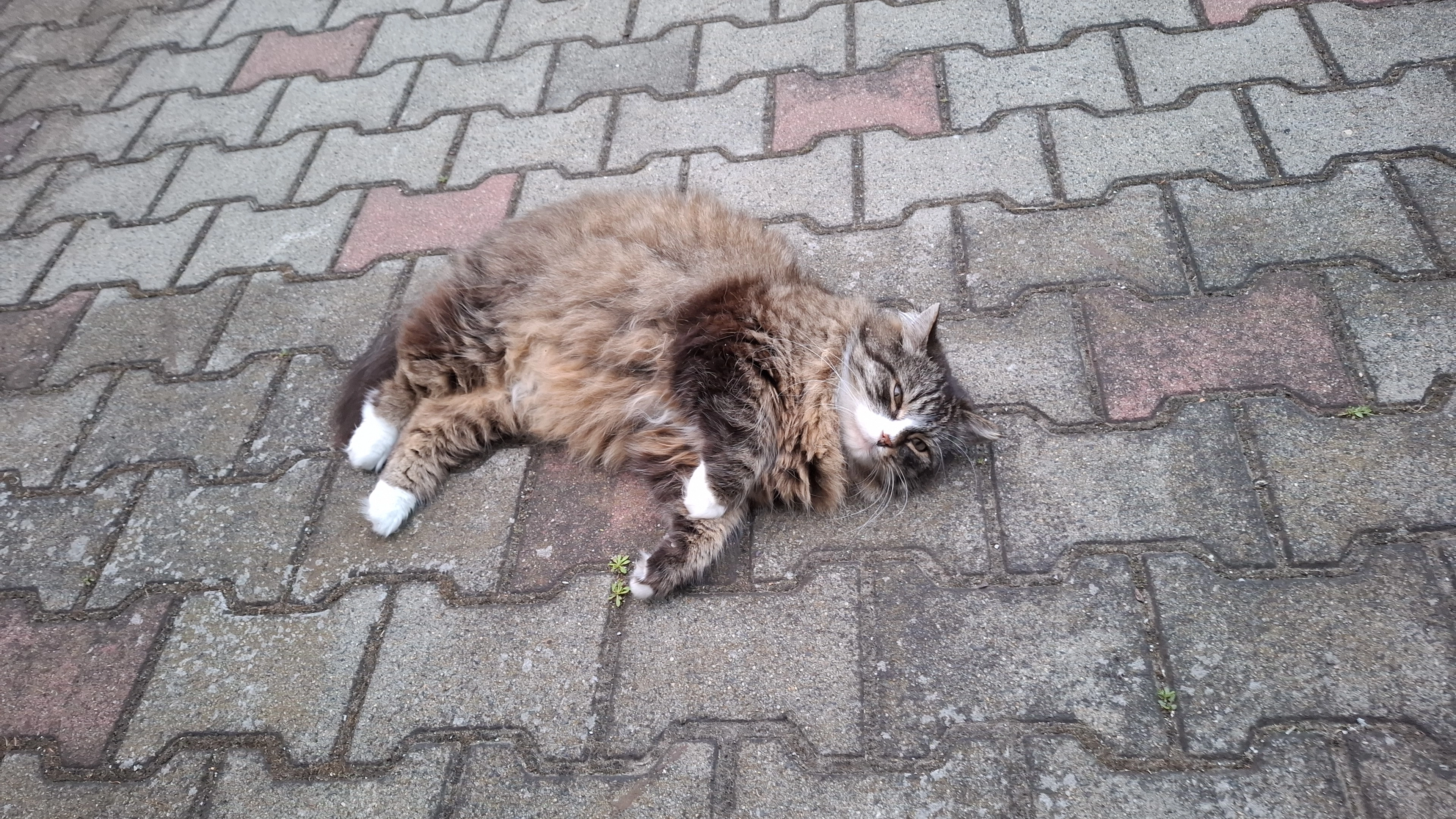 Persi - Raakower Straße 13, Drebkau