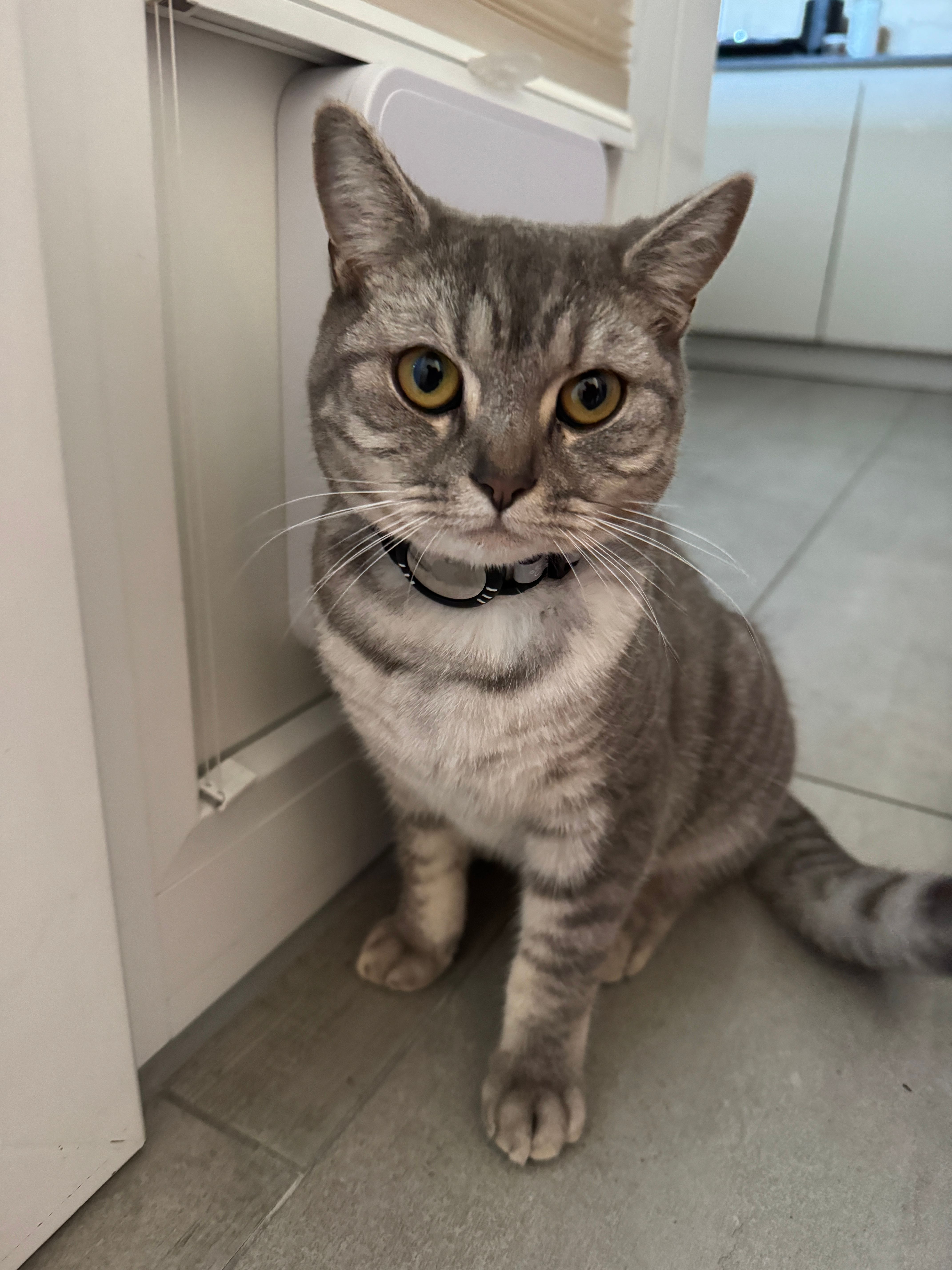 Metallicat - Finkenberg, Absam