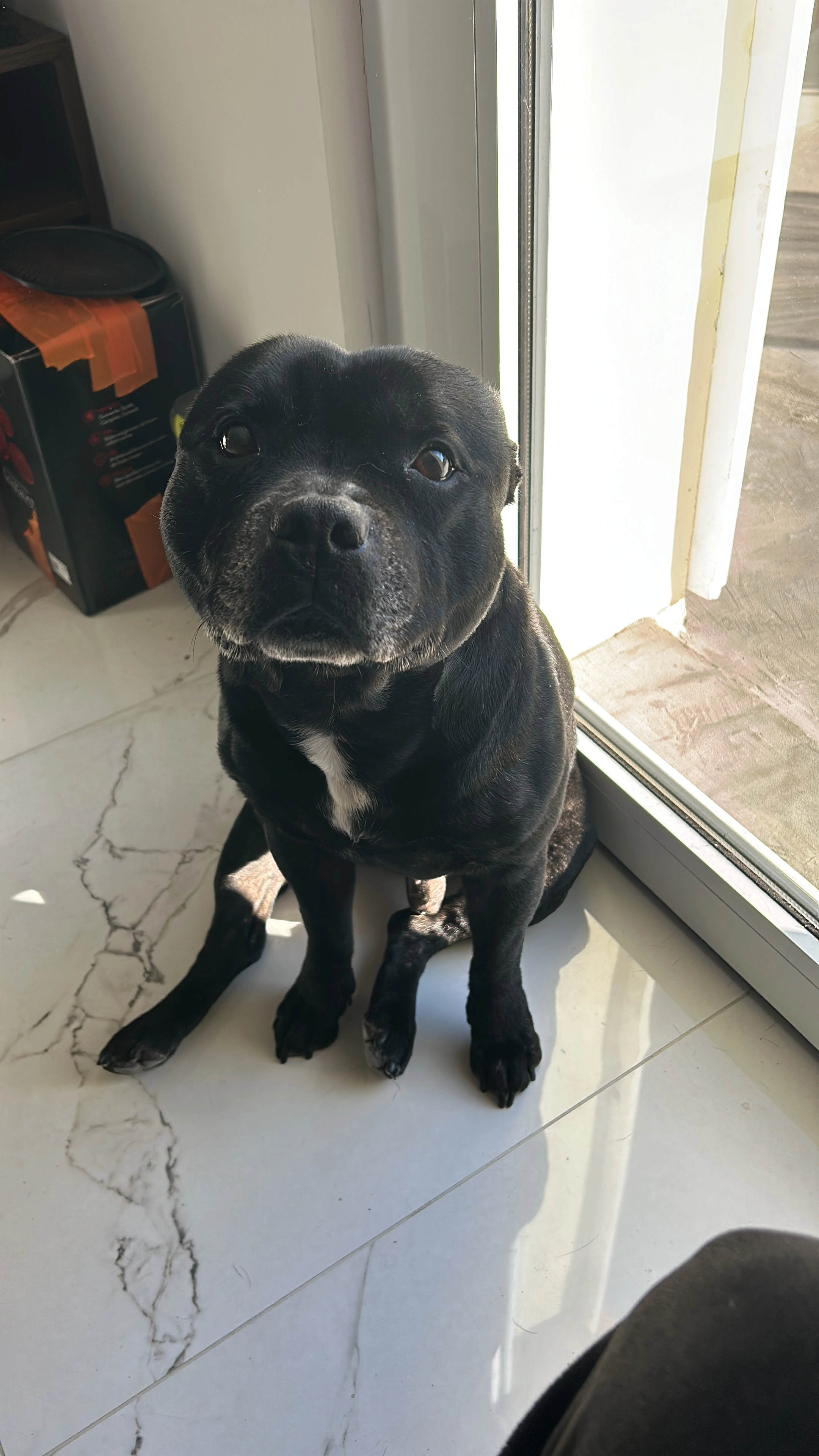 Missing Cat - Esplanade René Coty, Menton