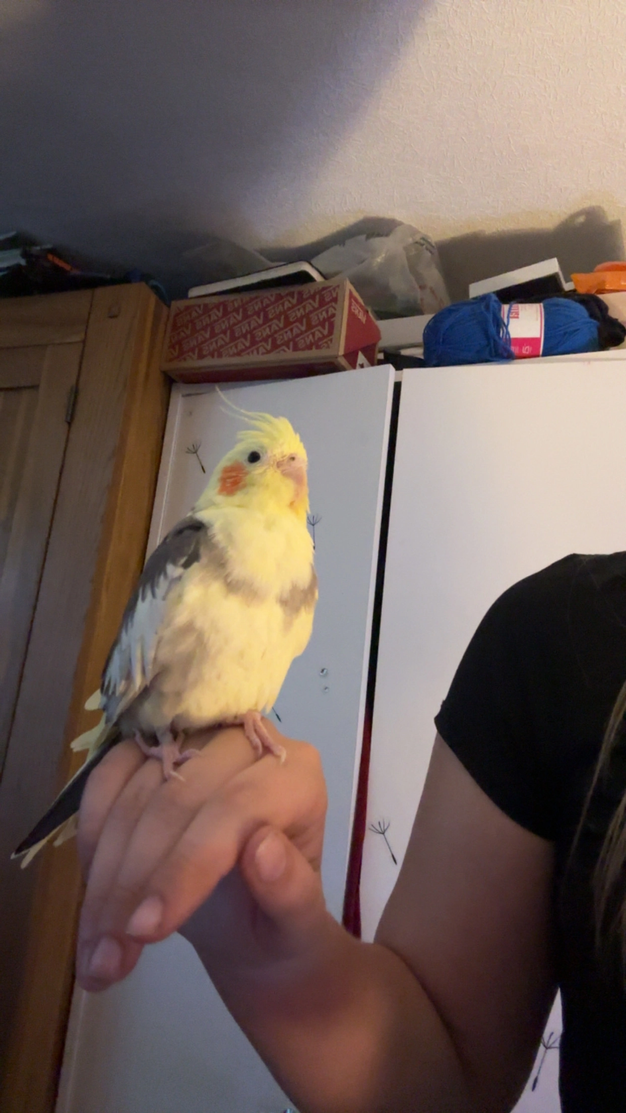 Charlie - Mounstrall Lane, Northallerton