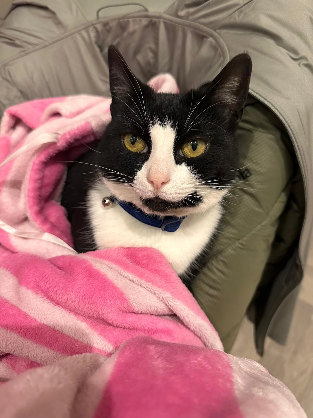 Binkie - Central Drive, Blackpool