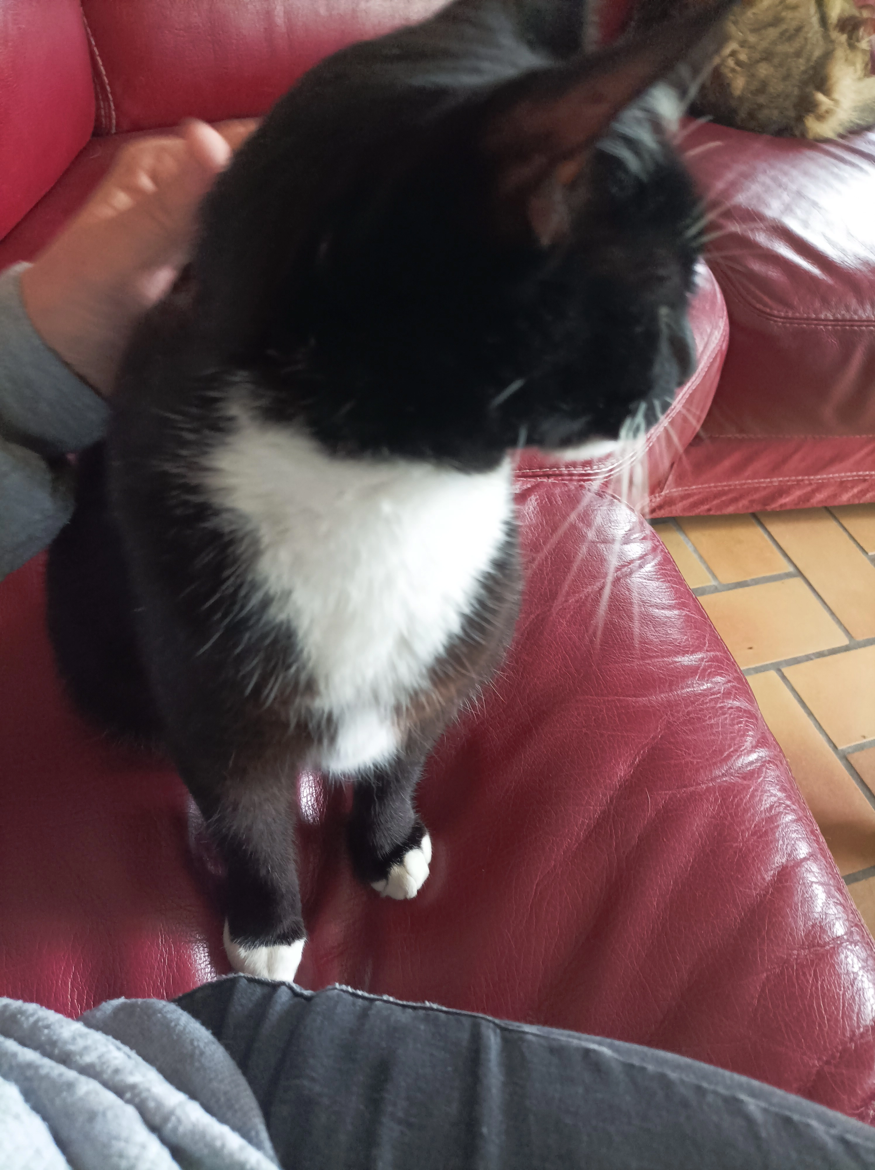 Oufti - Rue du Pré de la Roche, Pleurtuit