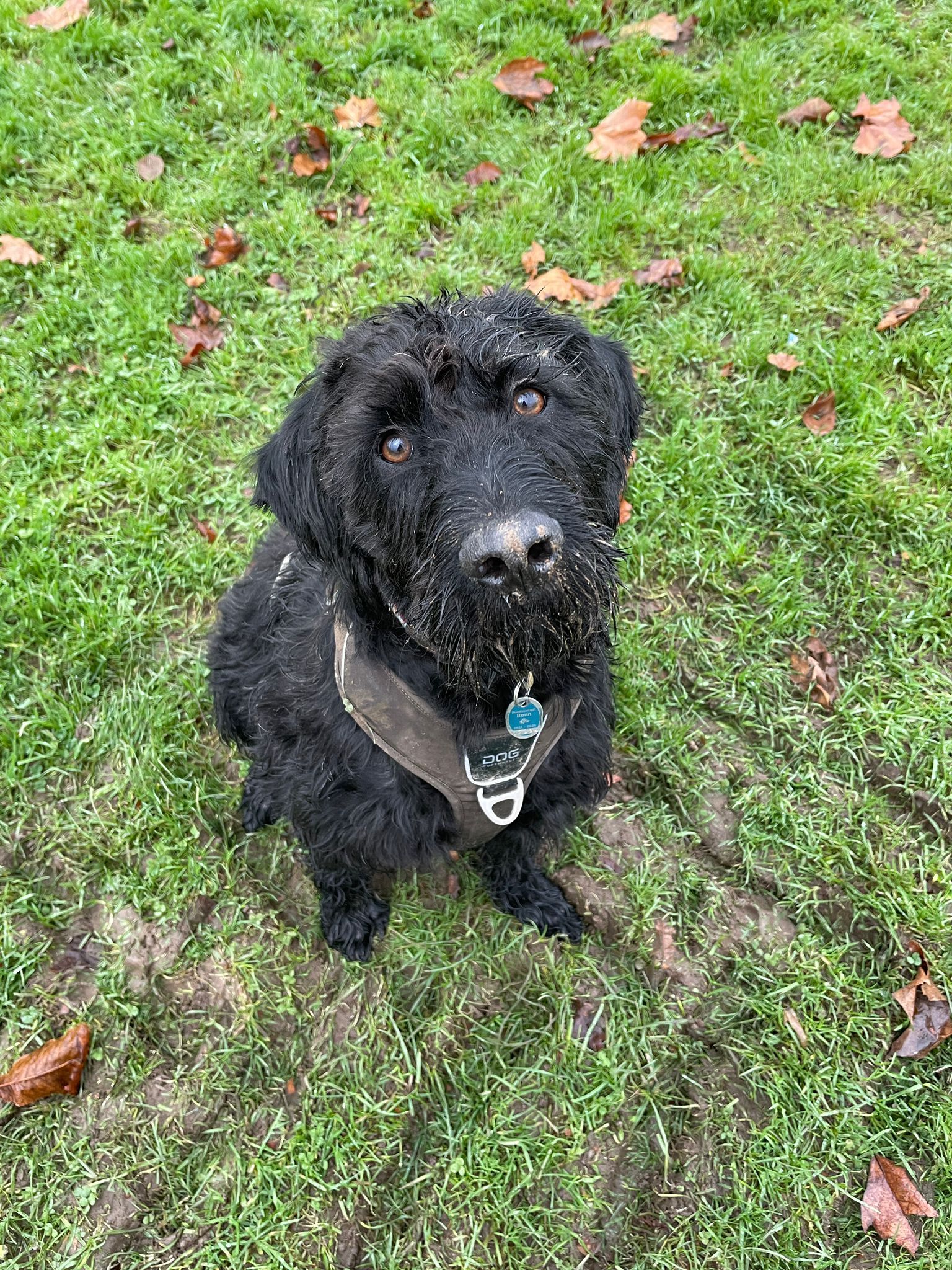 Chia - Siemensstraße, Bonn