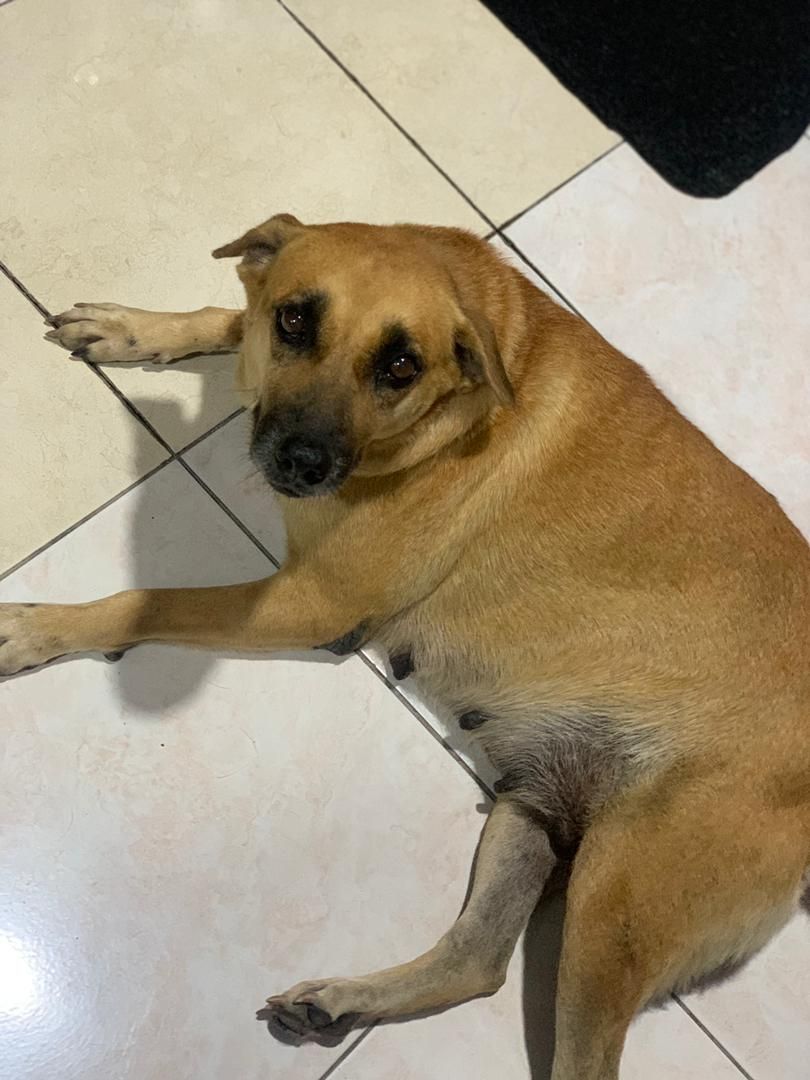 Luckie - Jalan Labu, Seremban