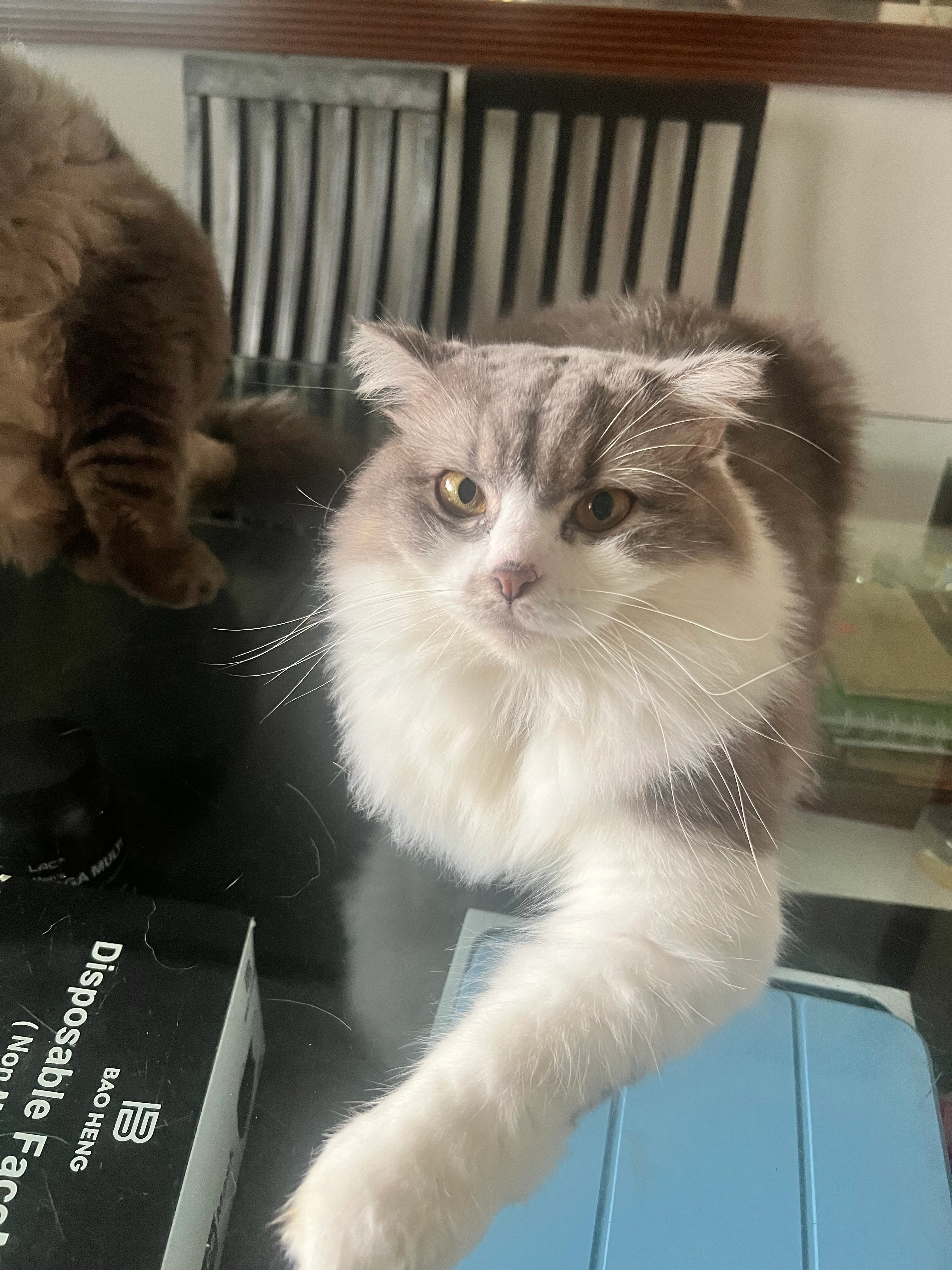 Pepper - 760935, Singapore