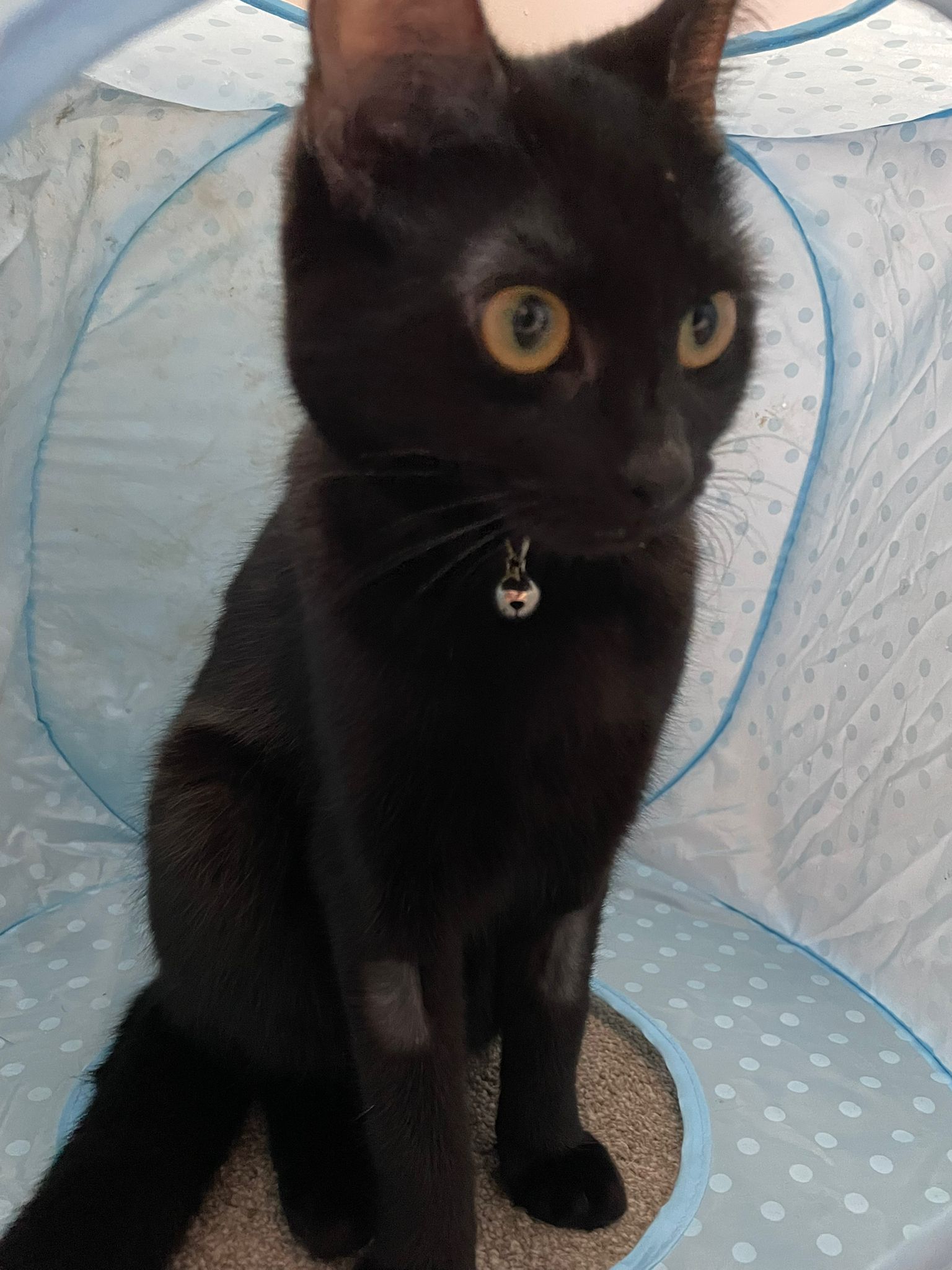 Willow  - Church Street, Grantham