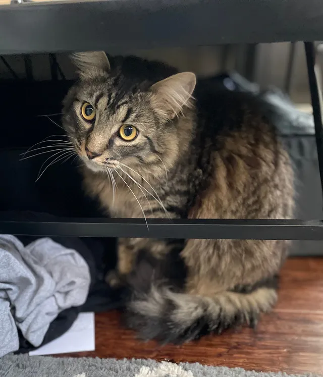 Alfie  - 4421 Swan Ave, Saint Louis