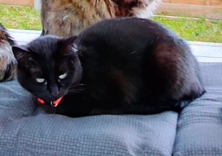 Bella - Rue de la Carrière, Marcoussis