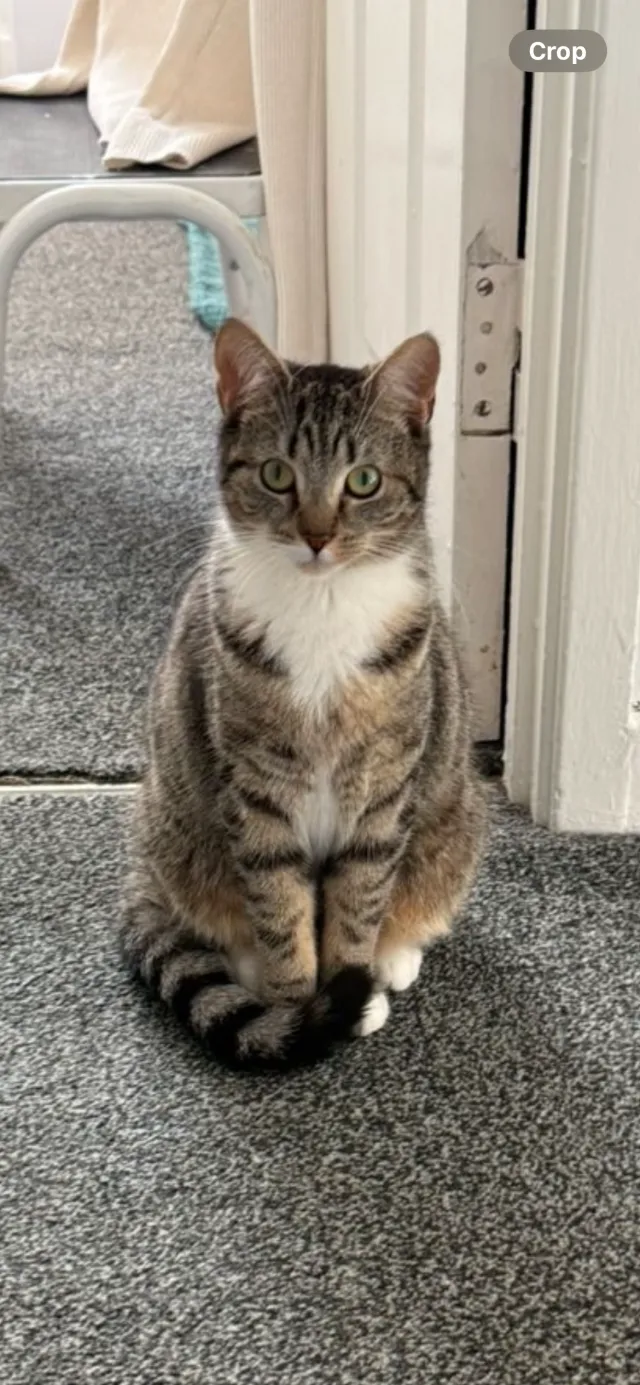 Nala - Edinburgh Way, Rugby