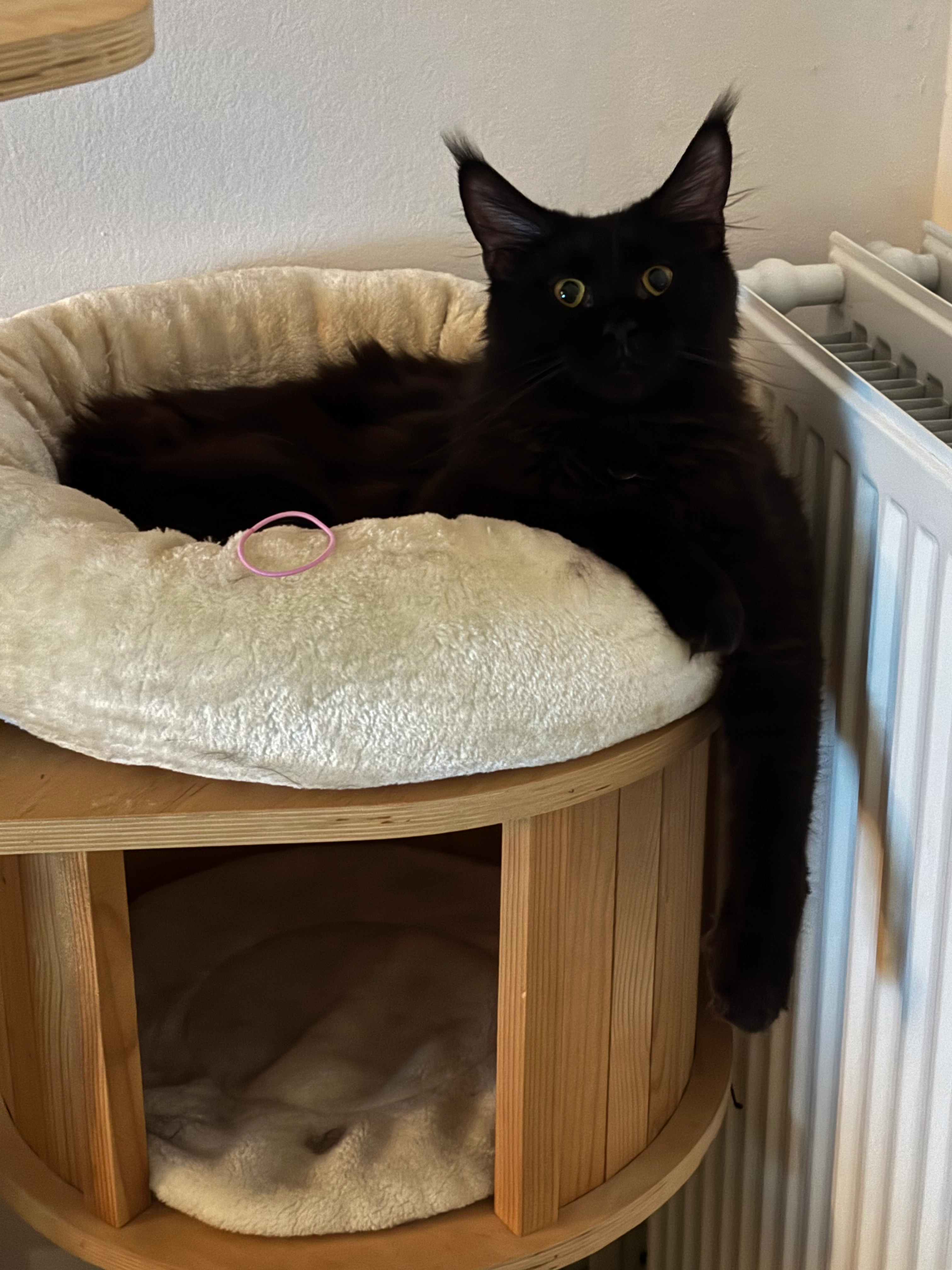 Zoa - Rue des Ecoles, Chaudfontaine