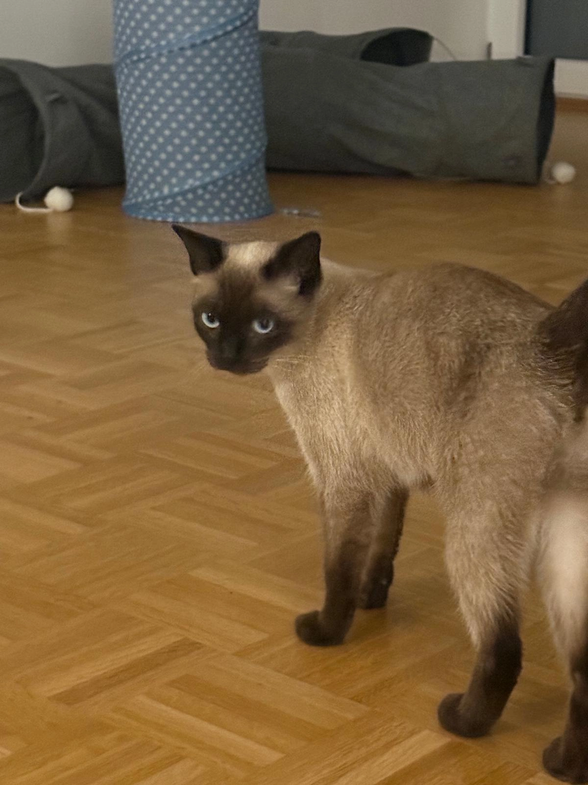 Freya - Salmdorfer Straße, Haar